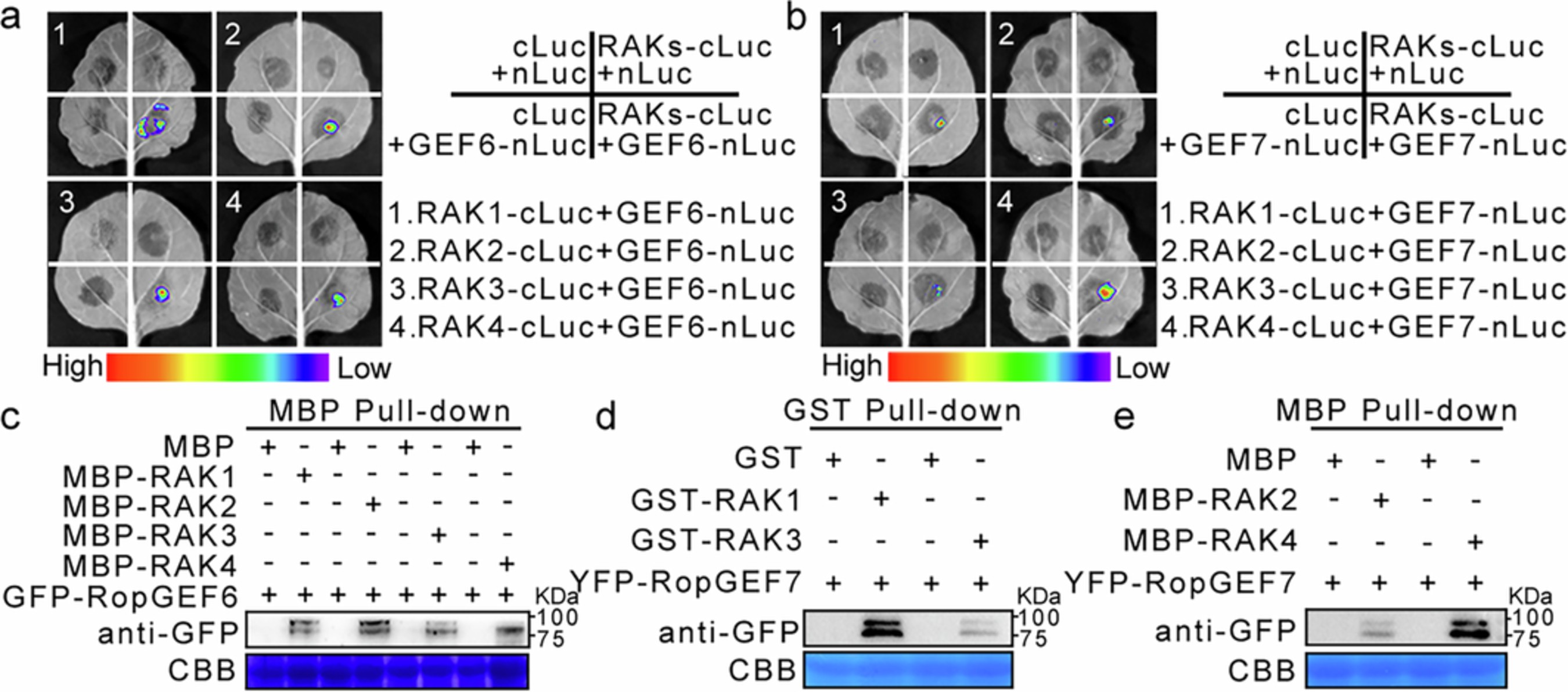 Extended Data Fig. 6