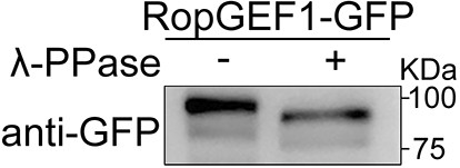 Extended Data Fig. 8