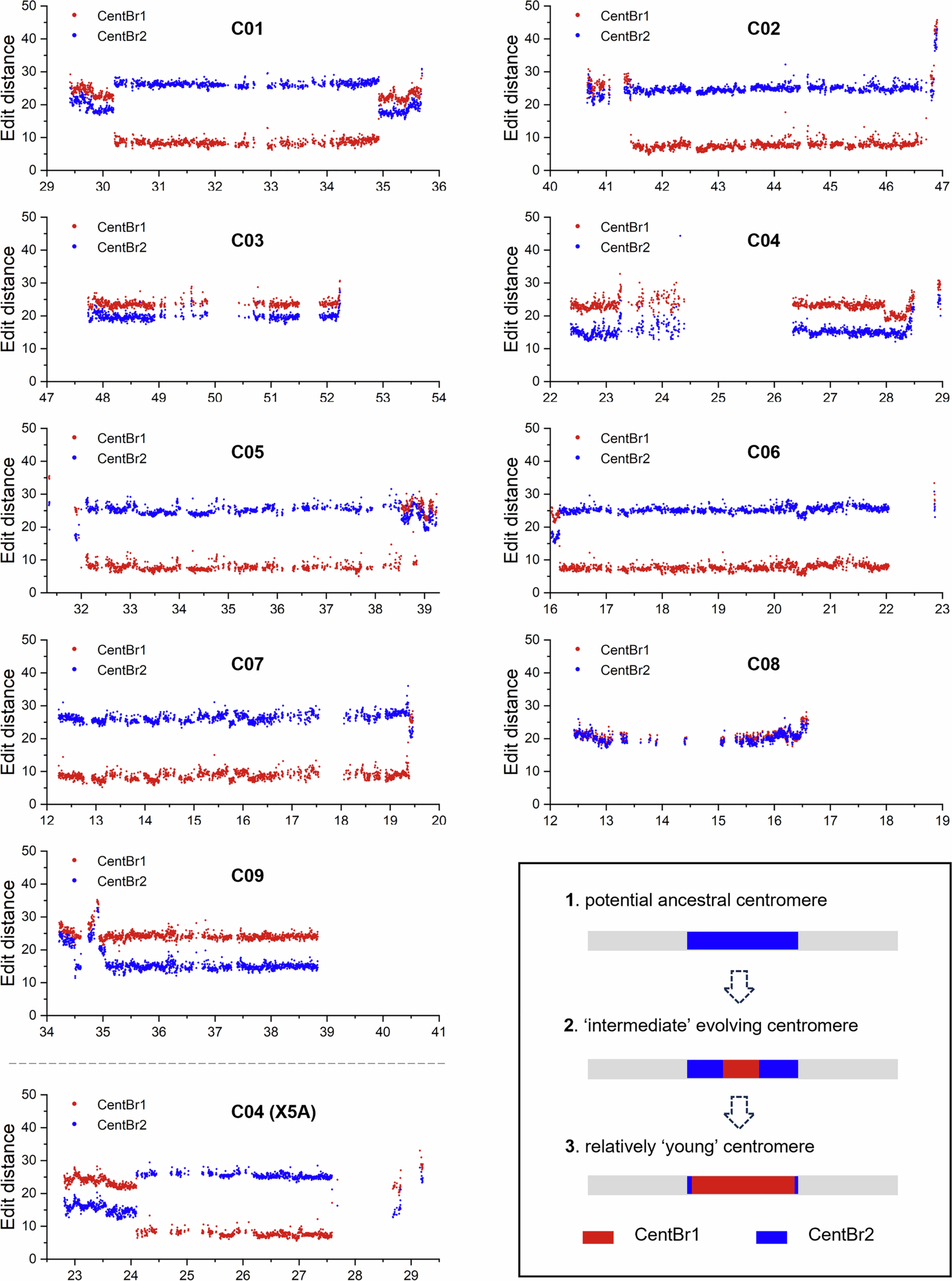 Extended Data Fig. 7: Edit distance of centromeric satellites relative to CentBr1 and CentBr2.