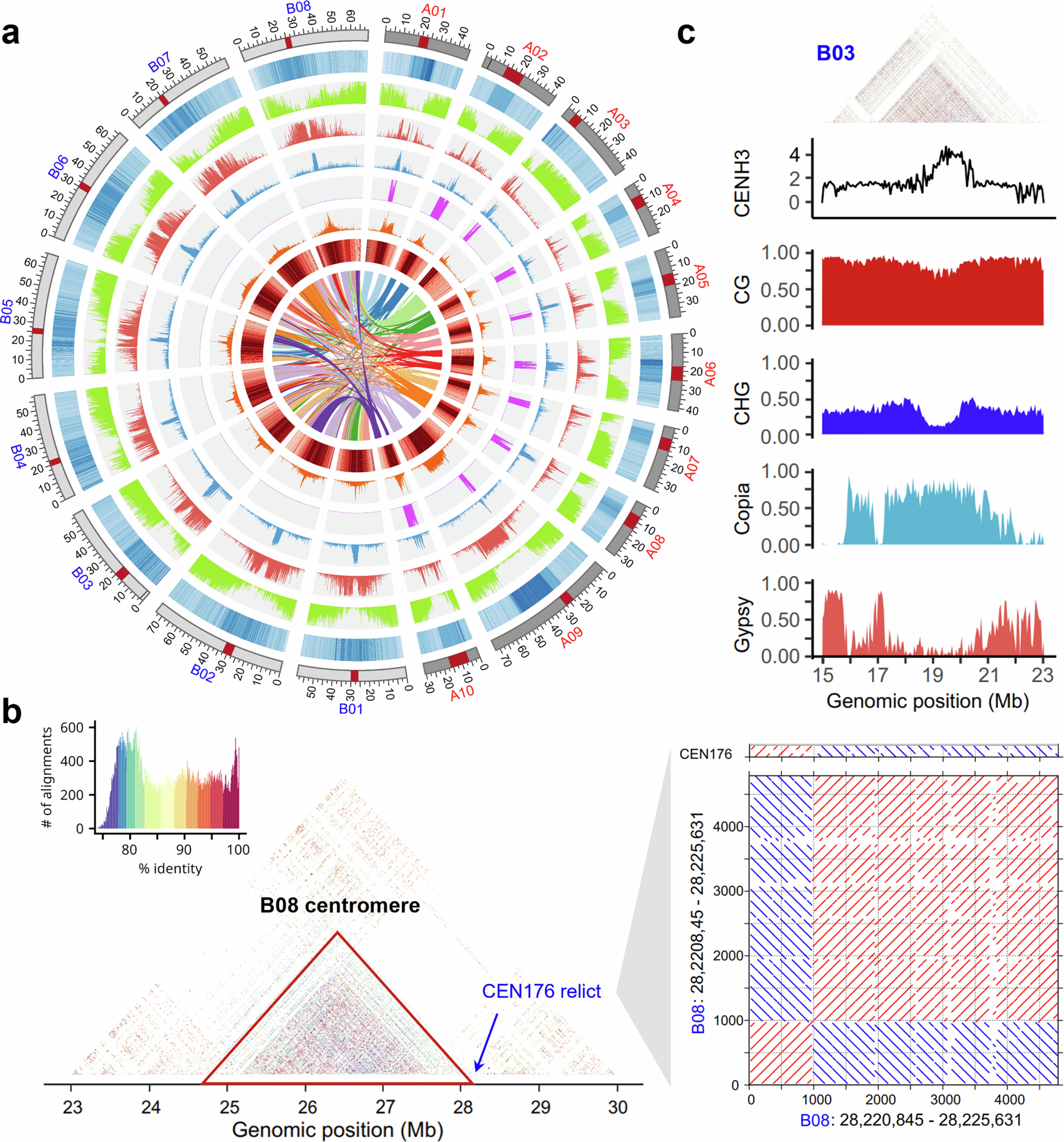 Extended Data Fig. 2: Genome assembly and centromere structure of the allotetraploid B. juncea (AABB).