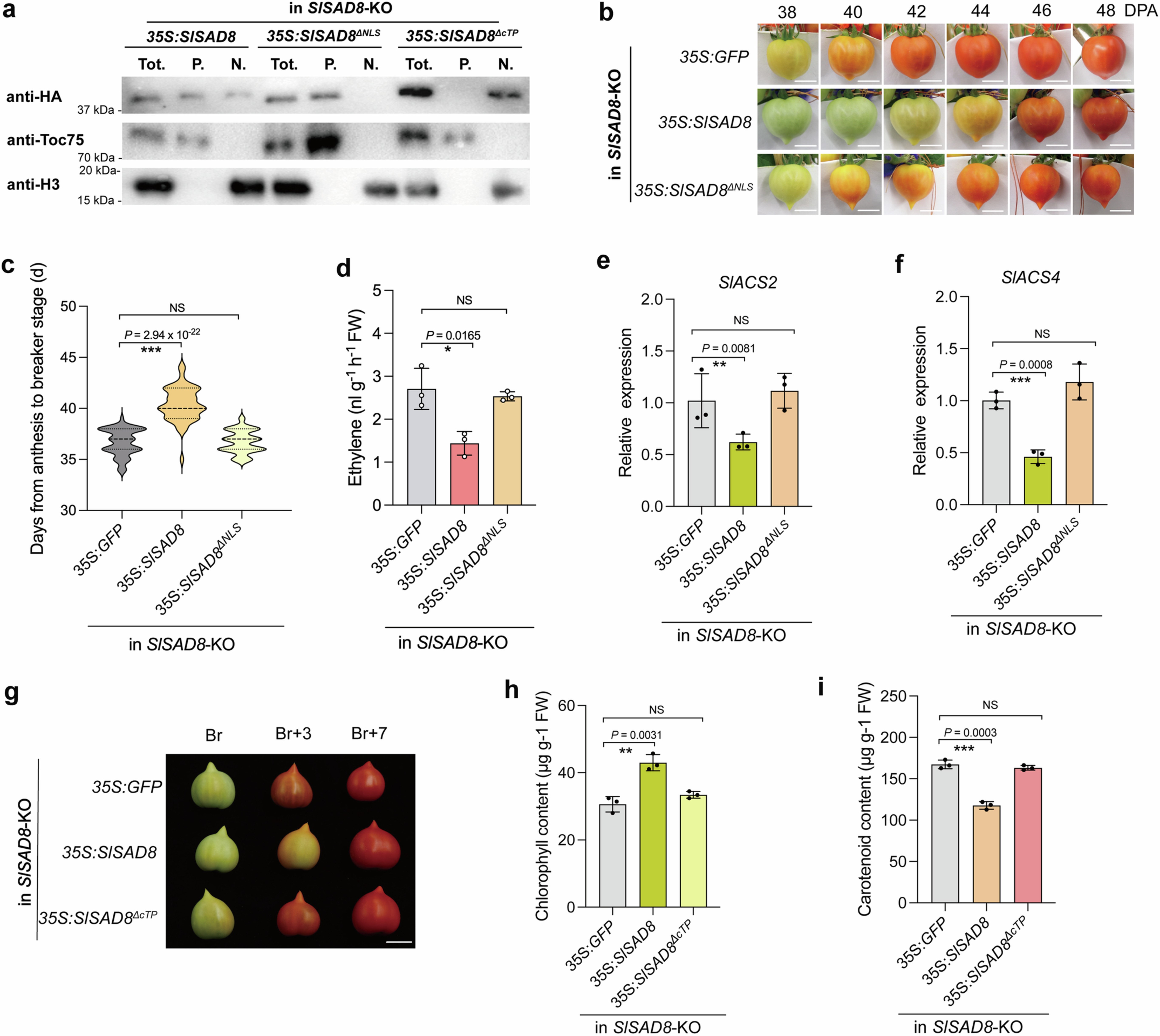 Extended Data Fig. 6: The contribution of NLS and cTP to SlSAD8-mediated fruit ripening.