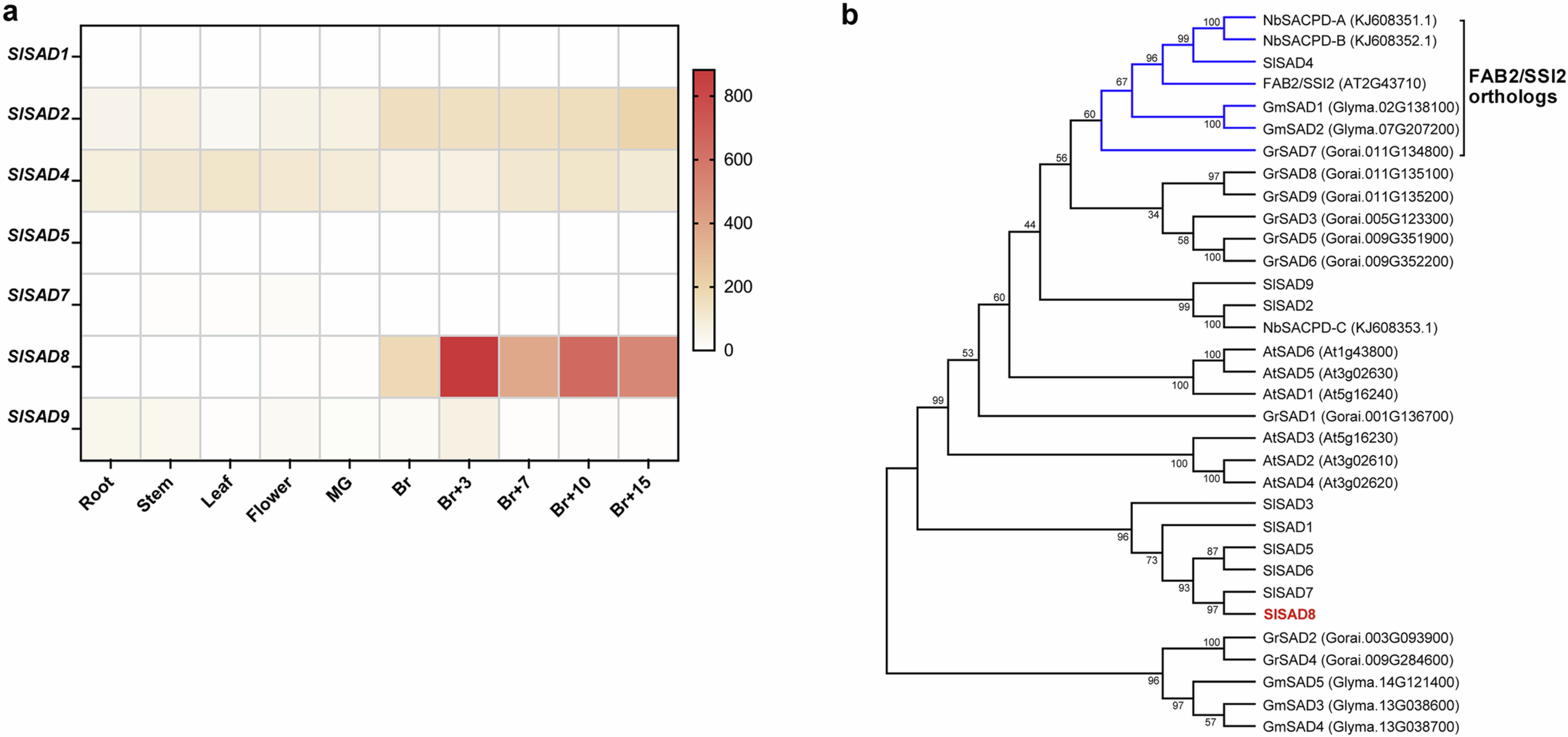 Extended Data Fig. 1: Expression profiling and phylogenetic analysis of tomato SAD genes.