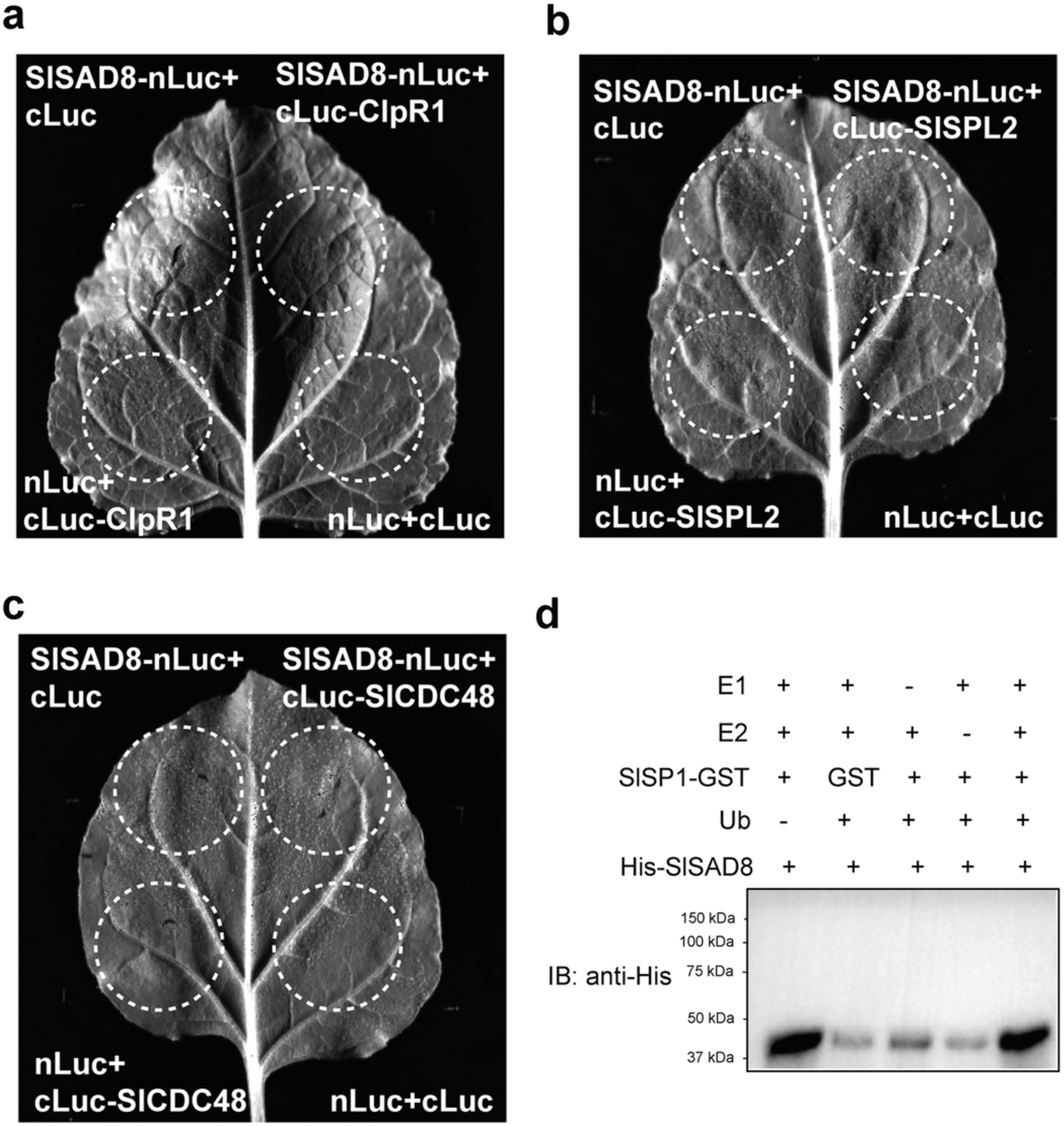 Extended Data Fig. 5: SAD8 did not interact with three other plastid proteins and was not ubiquitinated by SlSP1.