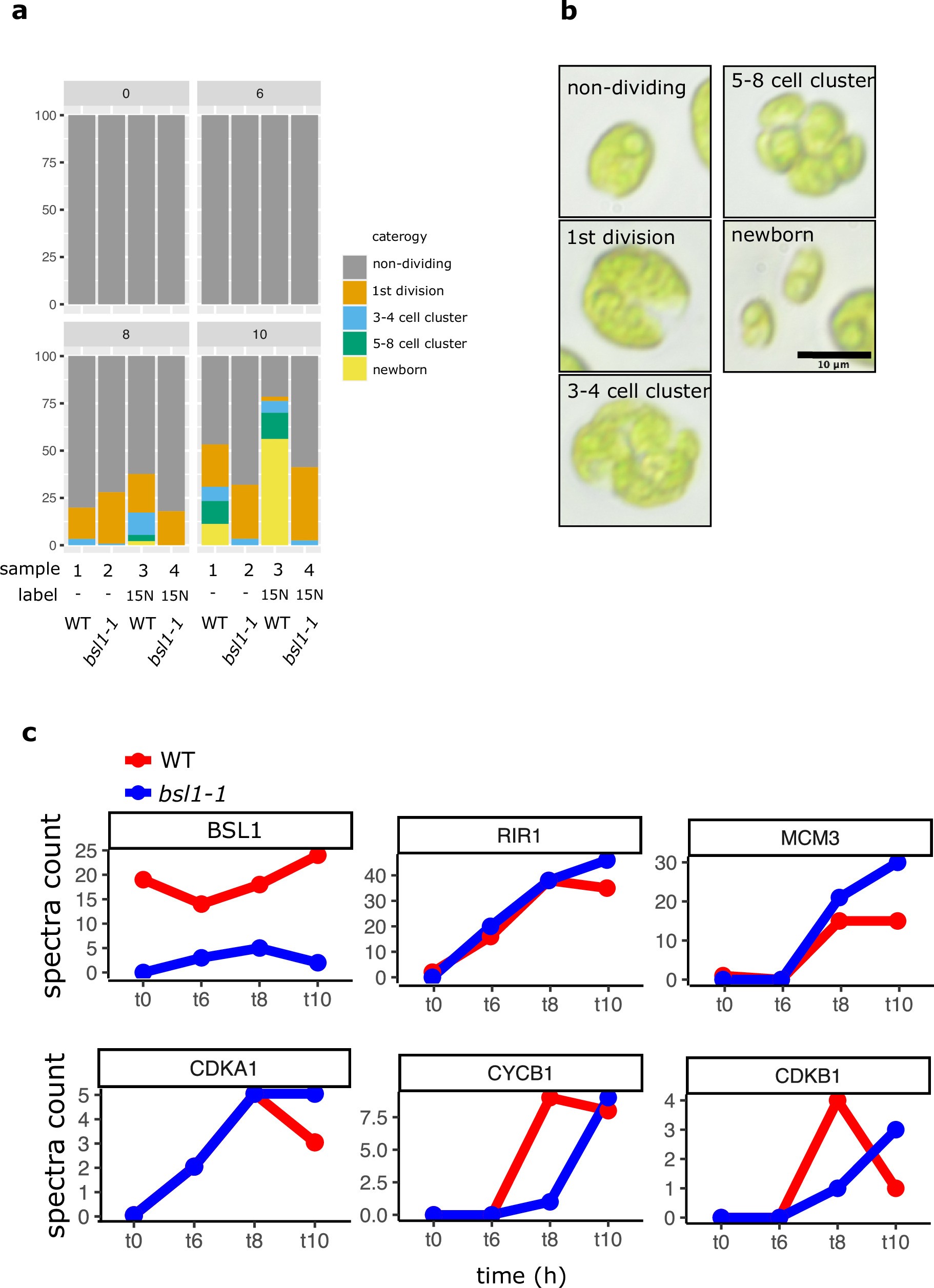 Extended Data Fig. 5: Proteomic analyses of the bsl1-1 mutant.