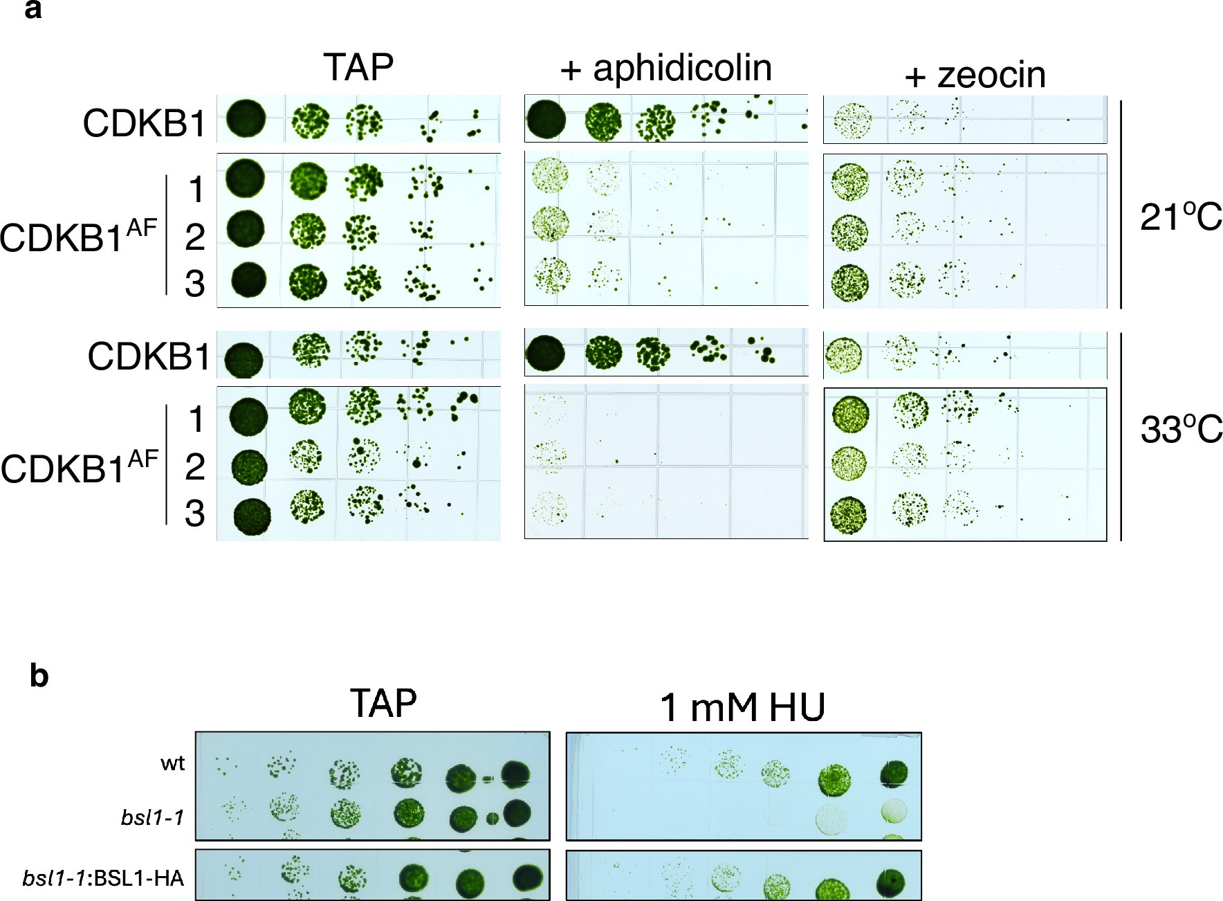 Extended Data Fig. 10: Mutations of CDKB1-T14/Y15 and BSL1 alter the sensitivity to DNA replication stress.
