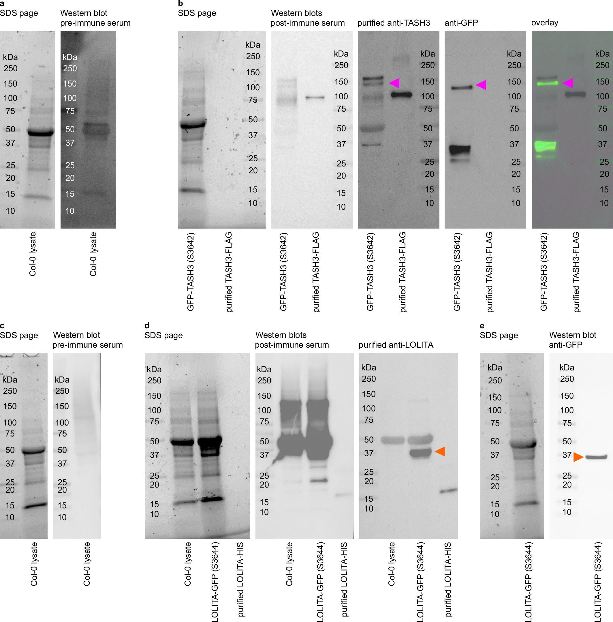 Extended Data Fig. 10: TASH3 and LOLITA antibody development.