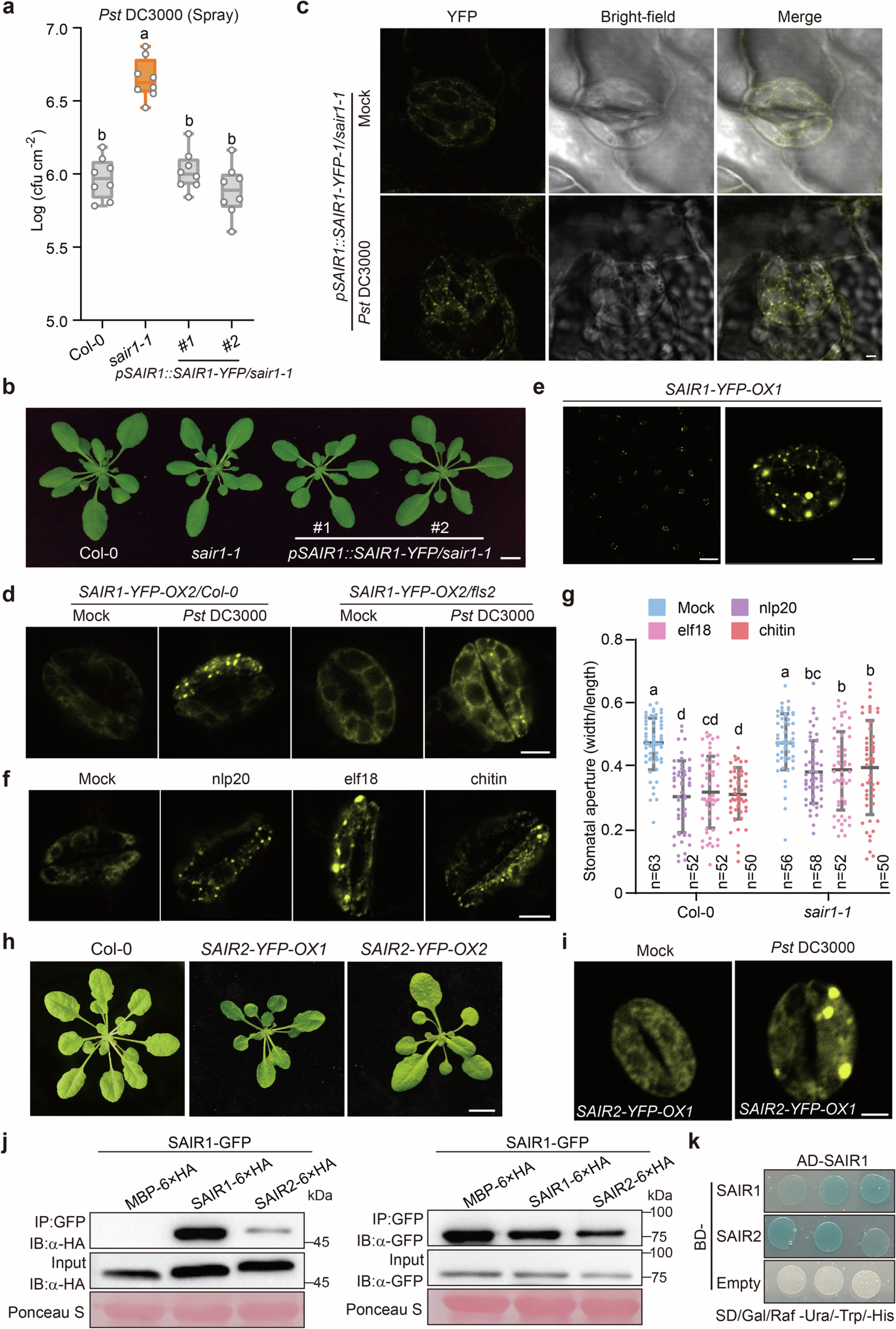 Extended Data Fig. 4: SAIR1 interacts and functions together with SAIR2.