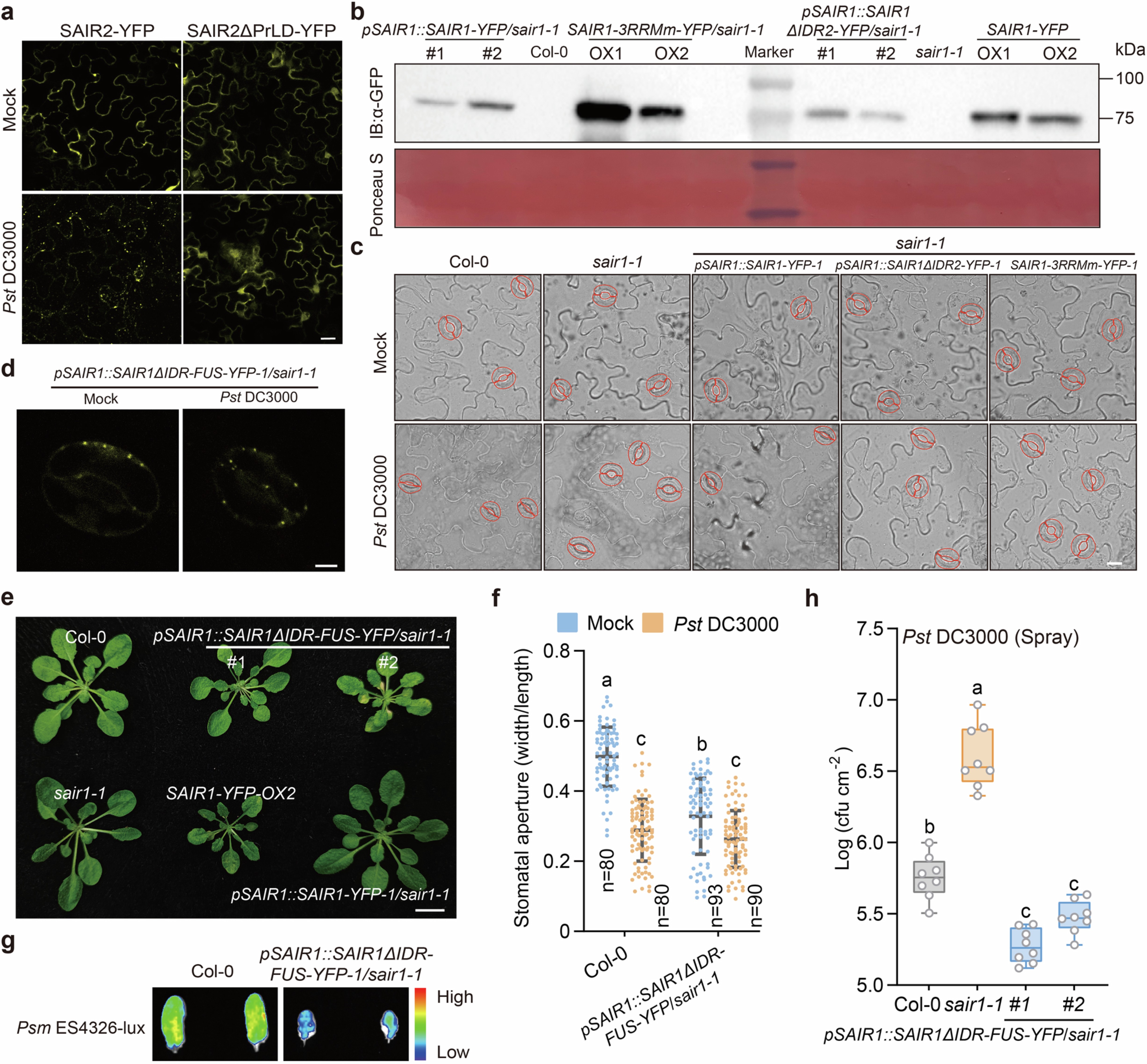 Extended Data Fig. 5: Condensation of SAIR1 is required for stomatal immunity.