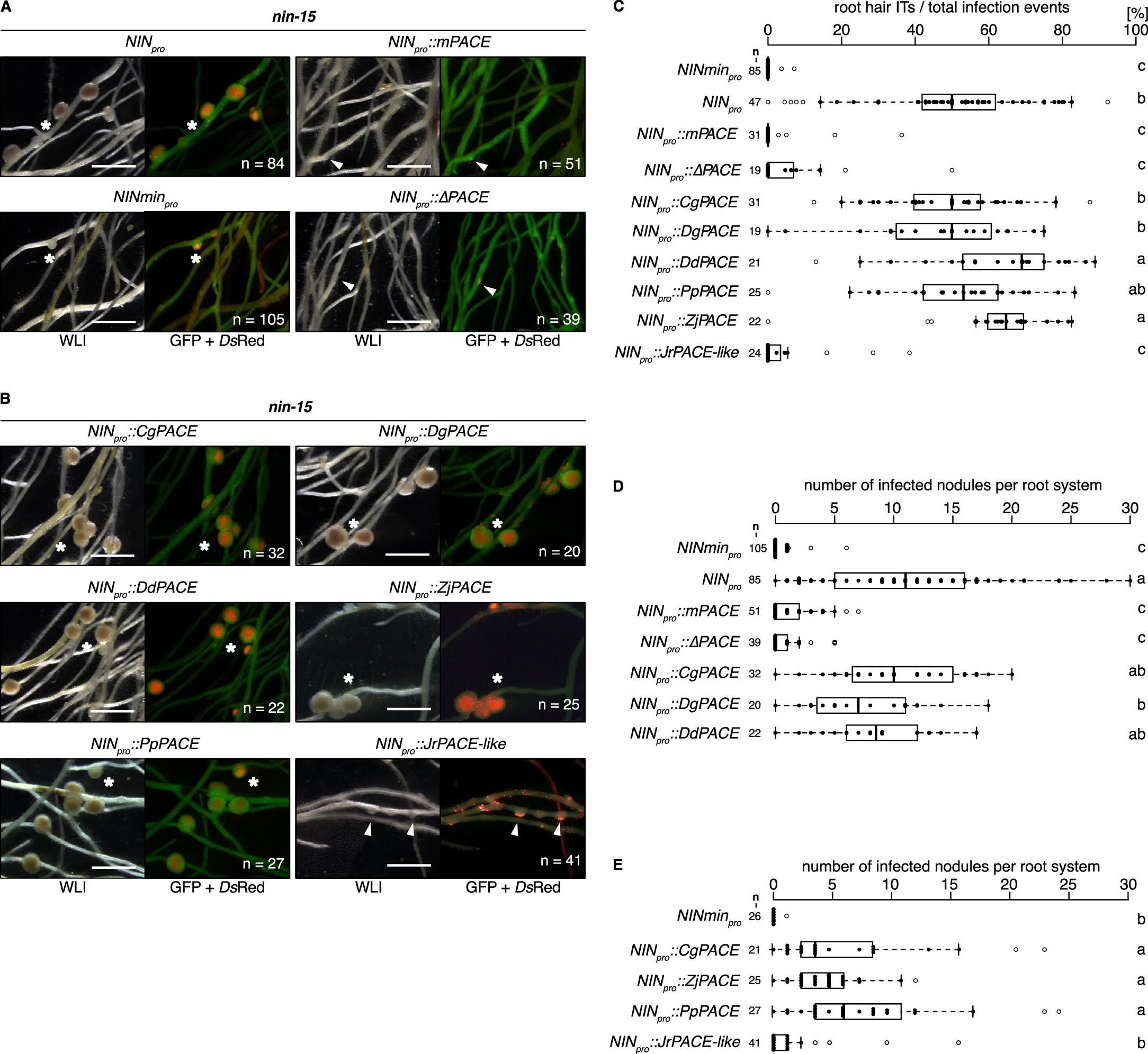 Extended Data Fig. 9: PACEs from FaFaCuRo species are functionally equivalent in restoring bacterial infection in the L. japonicus nin-15 mutant.