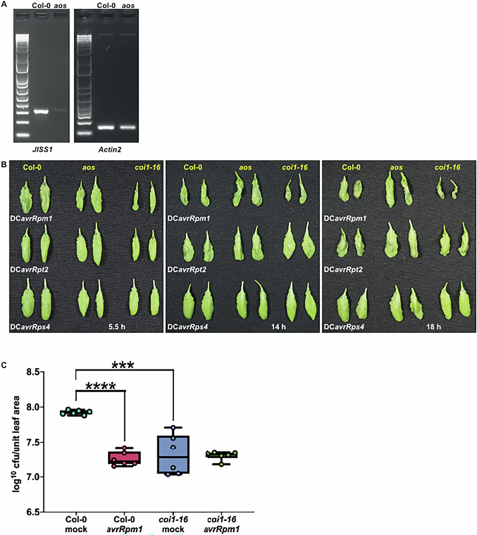 Extended Data Fig. 4: HR development is not affected in mutants with impaired JA biosynthesis (aos) or perception (coi1-16) but coi1-16 has reduced disease susceptibility.