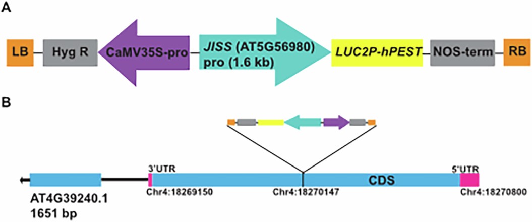 Extended Data Fig. 1: Schematic of the JISS1:LUC construct and its T-DNA integration location in the Arabidopsis genome.