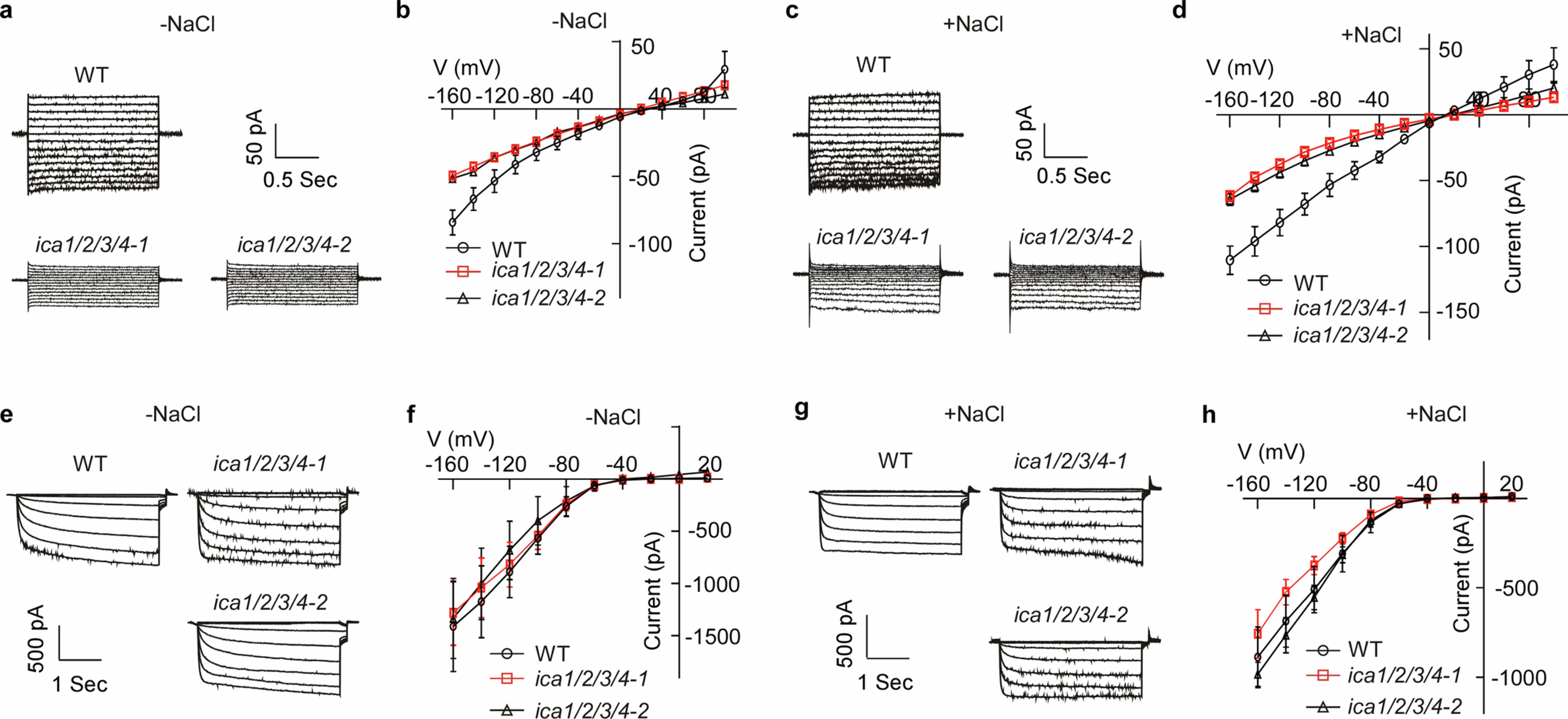 Extended Data Fig. 8: ica1/2/3/4 quadruple mutants exhibit defective whole-cell Na⁺ currents in root epidermal cells and reduced Ca2+ influx in root surface.