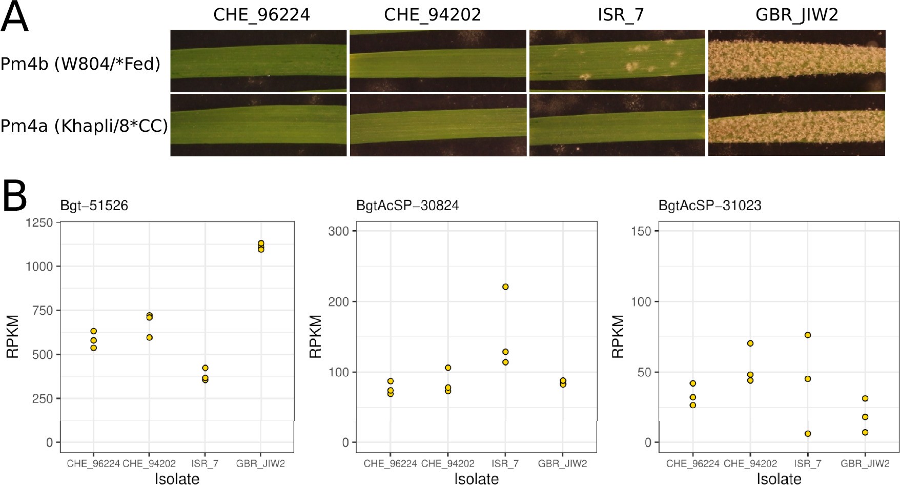 Extended Data Fig. 8: Pm4b and Pm4a phenotypes and SvrPm4 candidate gene expression levels in four B. g. tritici reference isolates.