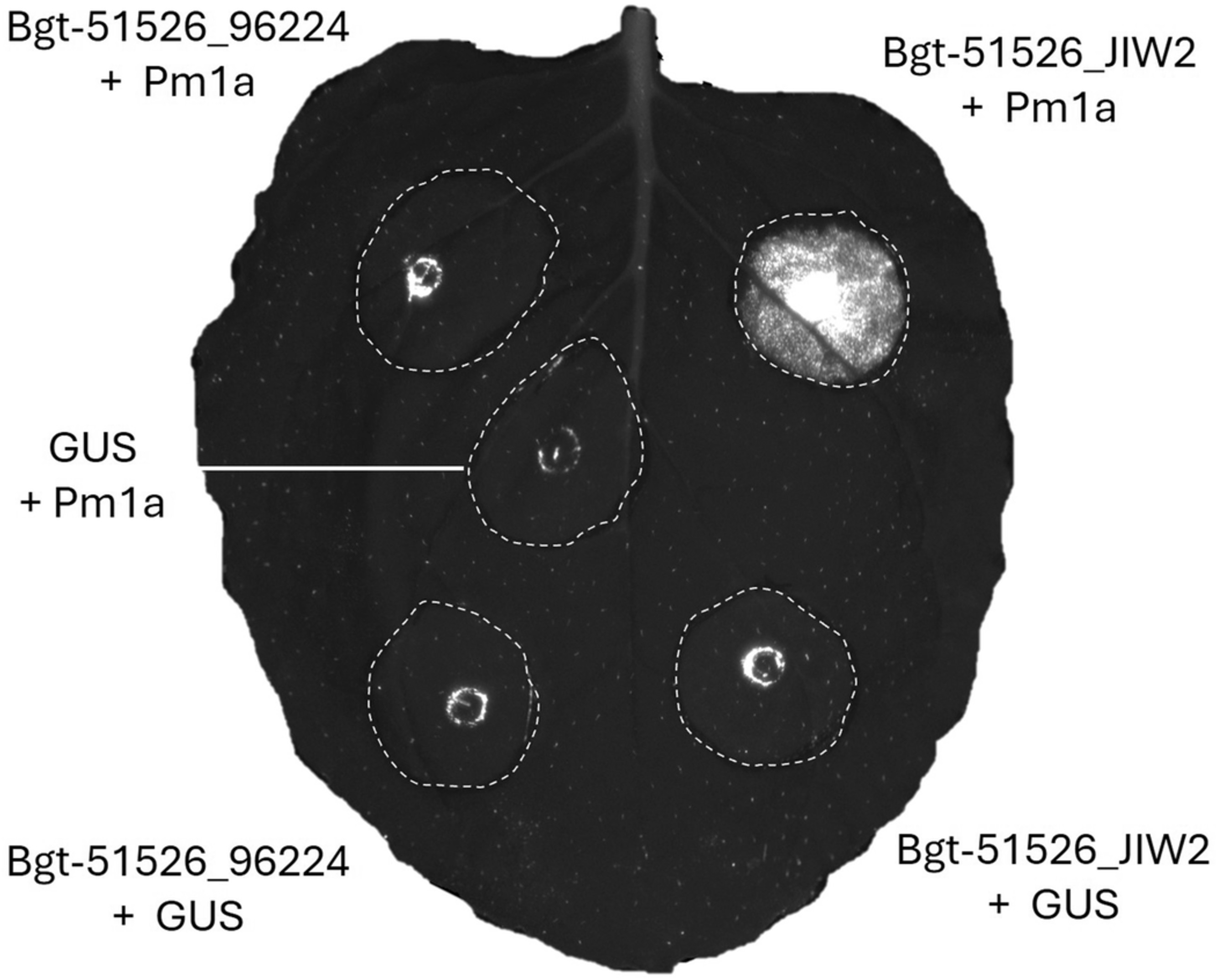 Extended Data Fig. 10: Full-size image of infiltration spots depicted as zoom-ins in Fig. 5c, showing that SvrPm4JIW2 but not svrPm496224 is recognised by Pm1a.