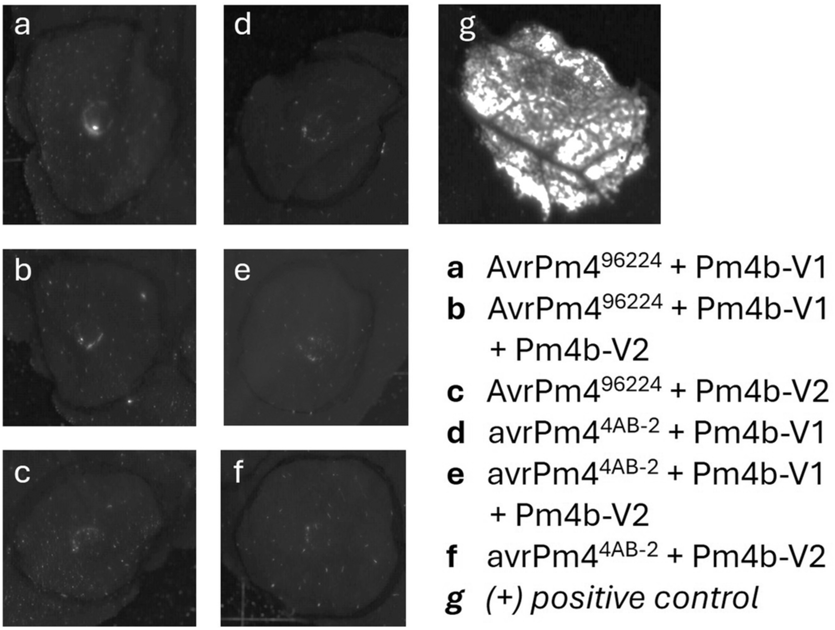 Extended Data Fig. 3: AvrPm496224 does not induce cell death in co-expression with Pm4 in N. benthamiana.