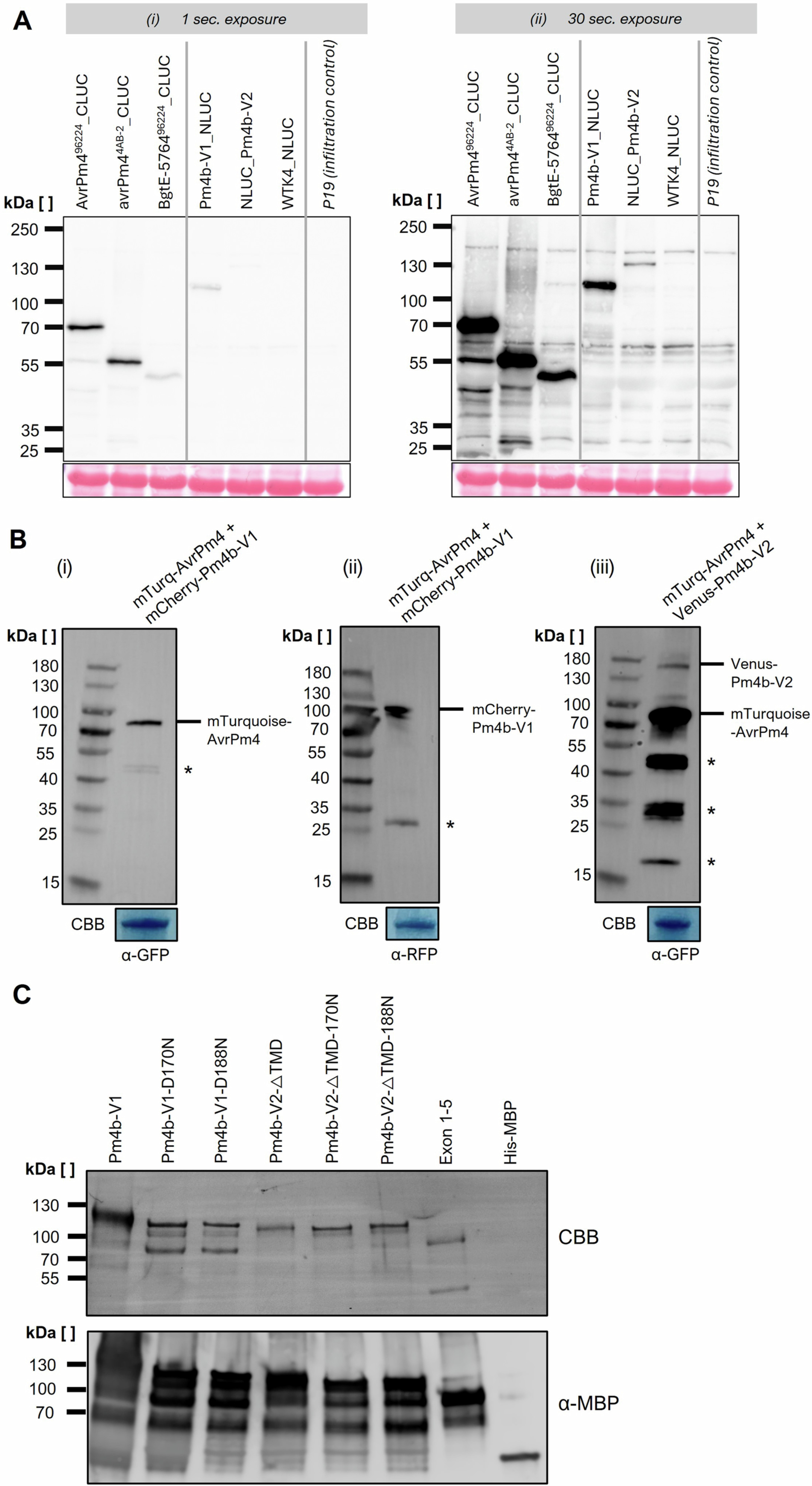 Extended Data Fig. 4: Western blots of different AvrPm4 and Pm4 constructs.