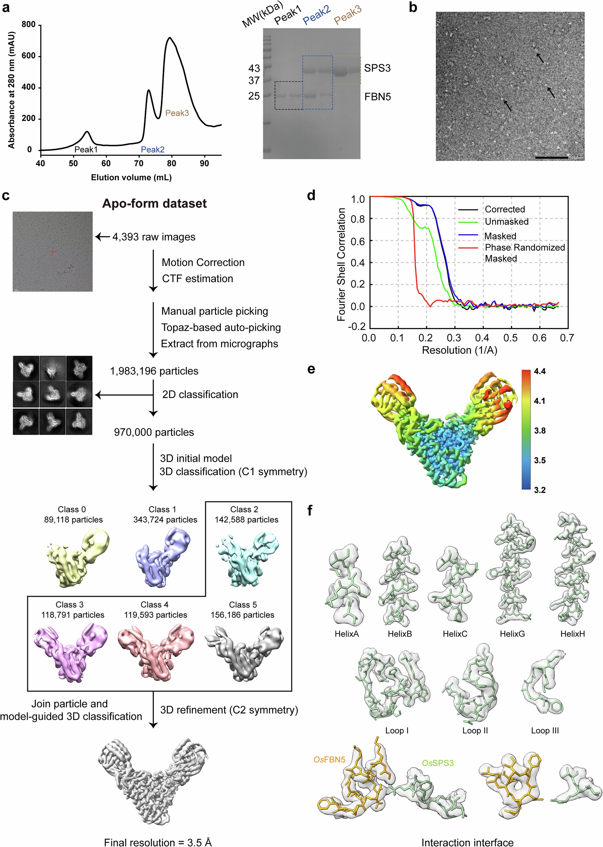 Extended Data Fig. 4: Cryo-EM data analysis of the apo-OsSPS3–FBN5 complex.