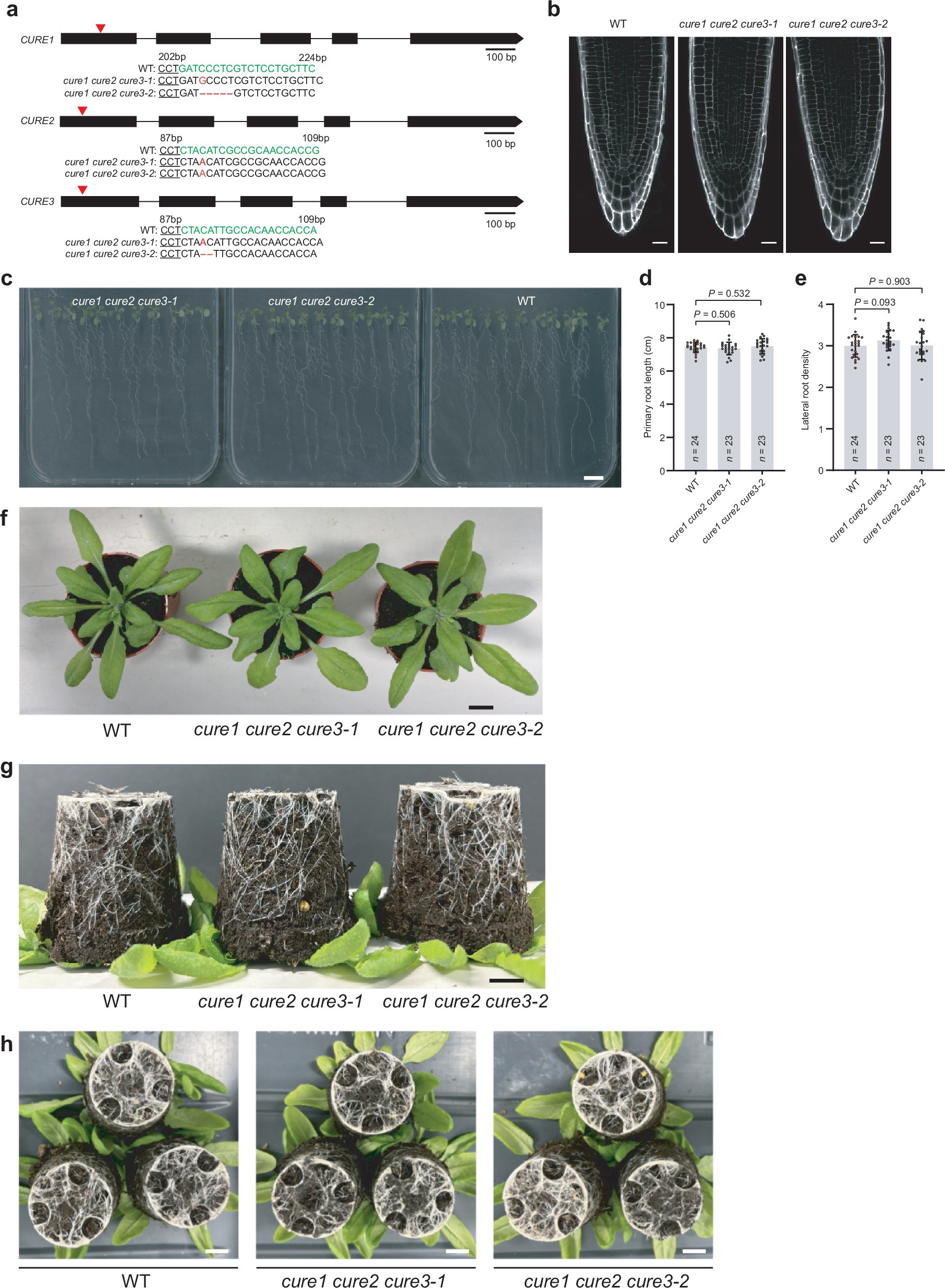 Extended Data Fig. 7: Characterization of cure1 cure2 cure3 triple mutants and their phenotypes.