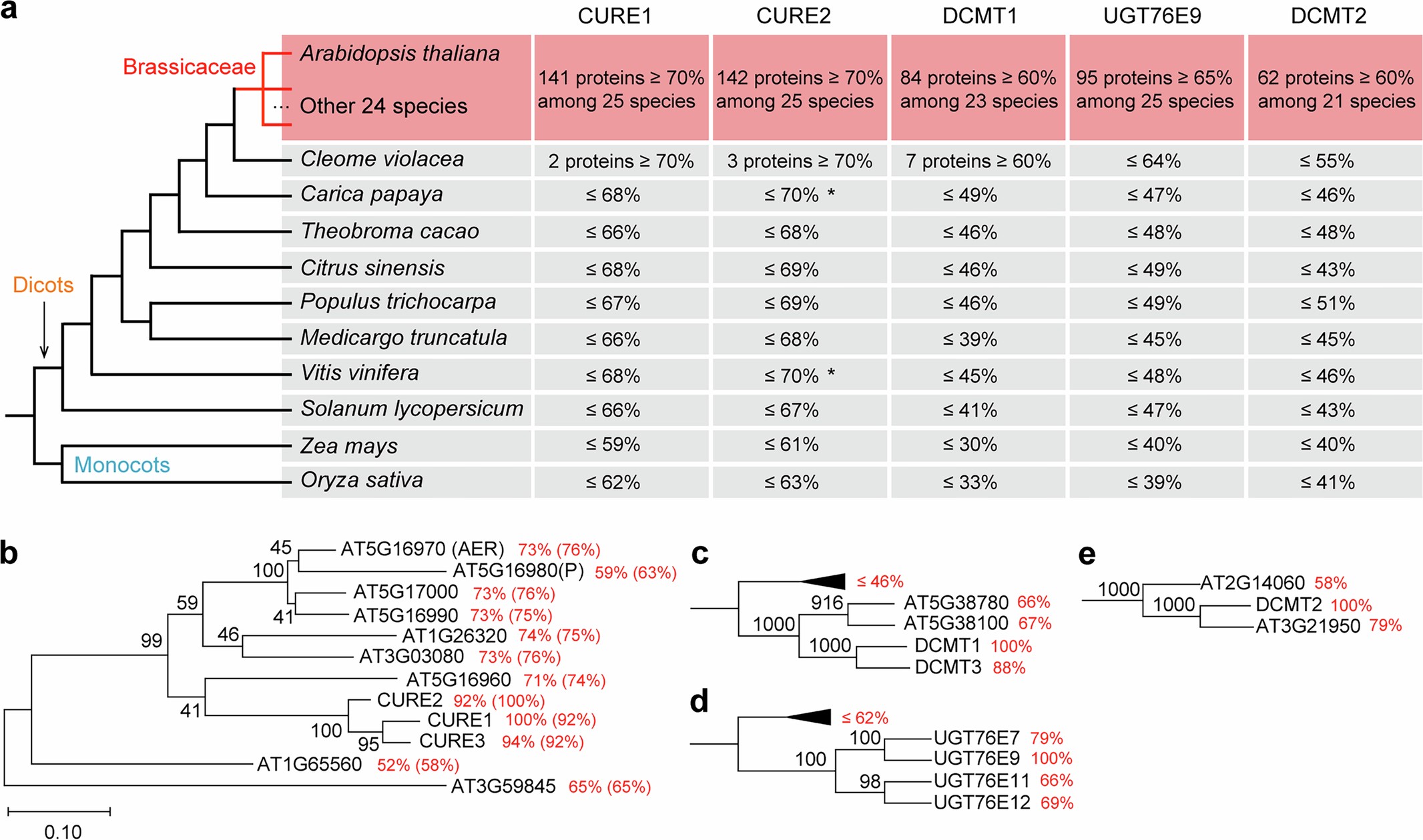 Extended Data Fig. 8: Searching for CURE1, CURE2, DCMT1, UGT76E9 and DCMT2 homologues in 35 plant species.