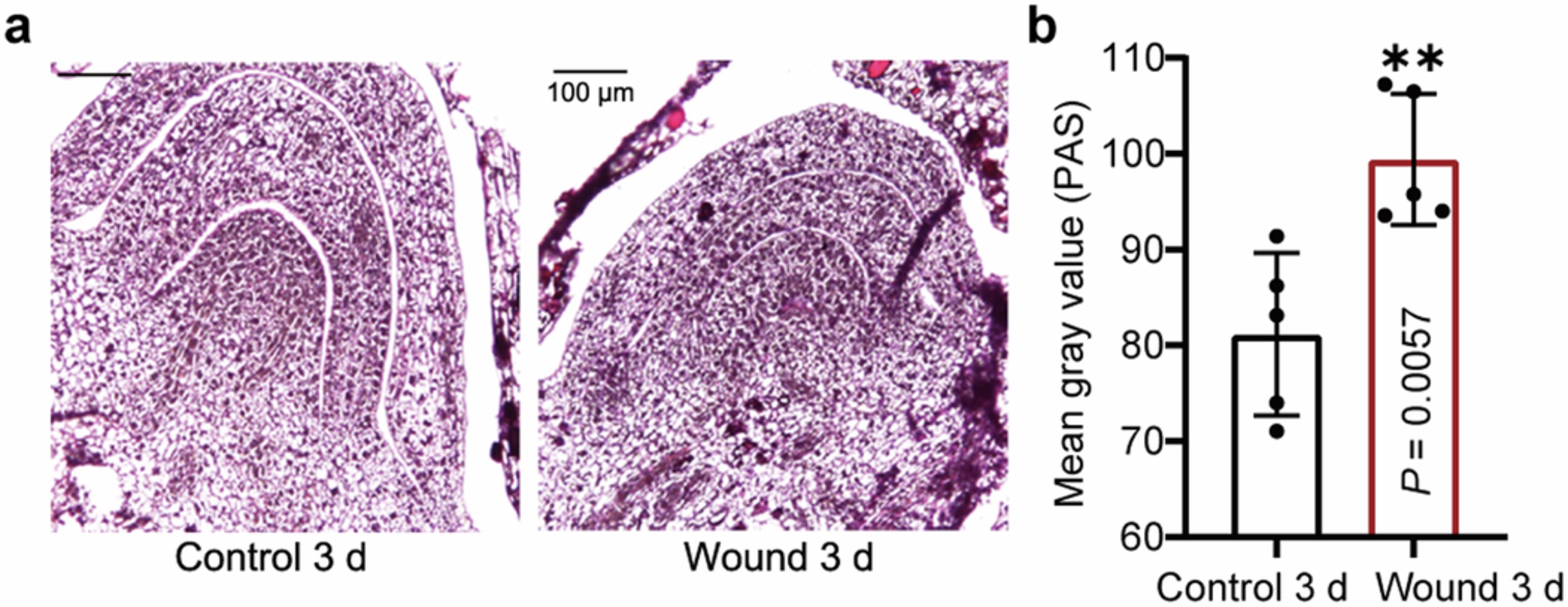 Extended Data Fig. 3: Wounding increases the carbohydrate substance content in buds.