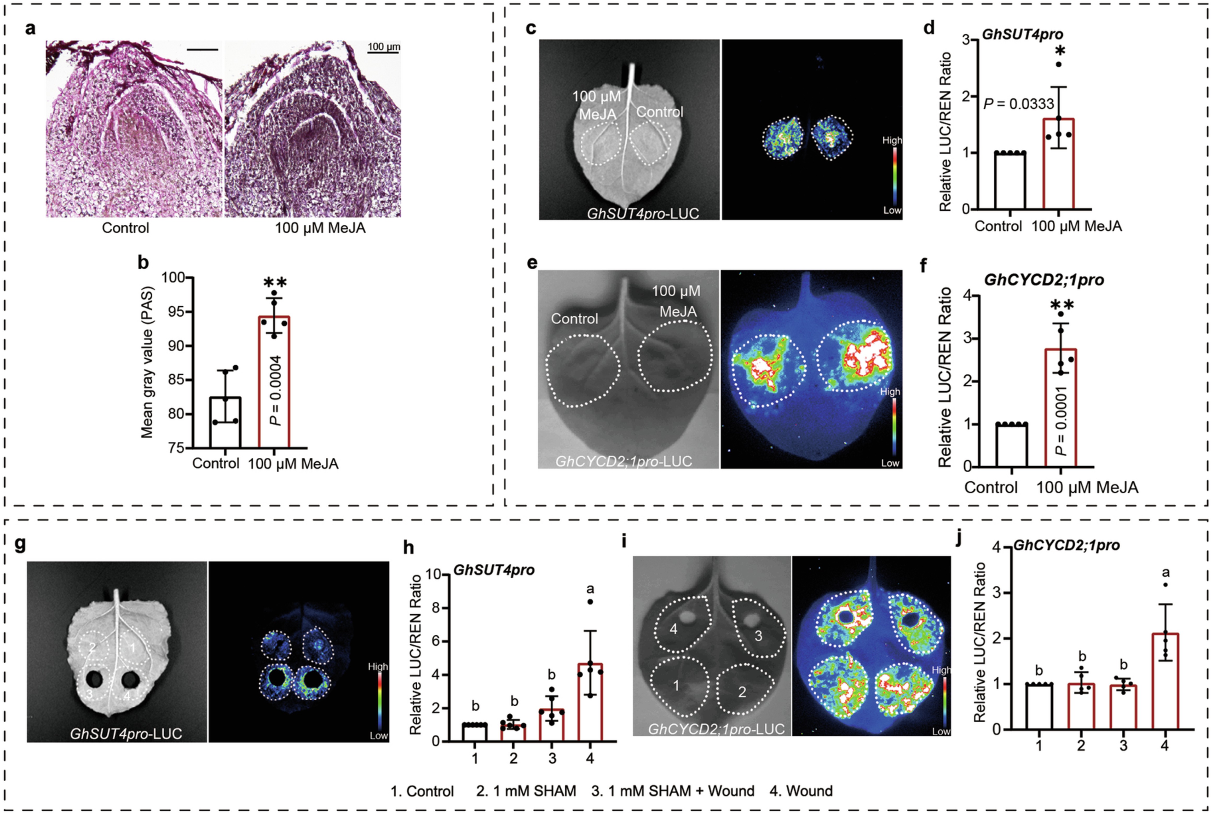 Extended Data Fig. 5: JA upregulates carbohydrate content in dormant buds and activates GhSUT4 and GhCYCD2;1 promoters.