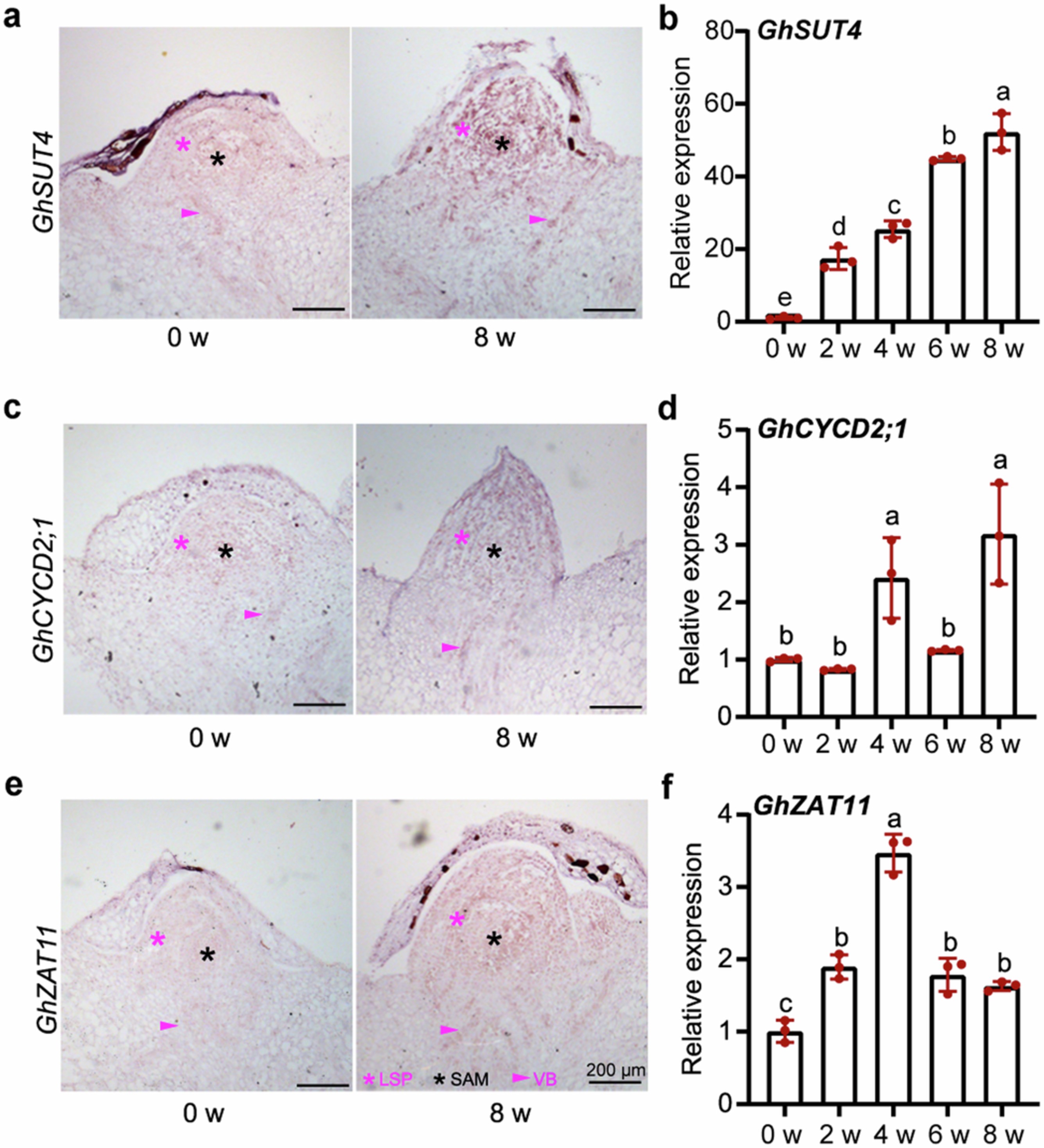 Extended Data Fig. 6: Expression of GhSUT4, GhCYCD2;1, and GhZAT11 is upregulated in growth-transited cormels.