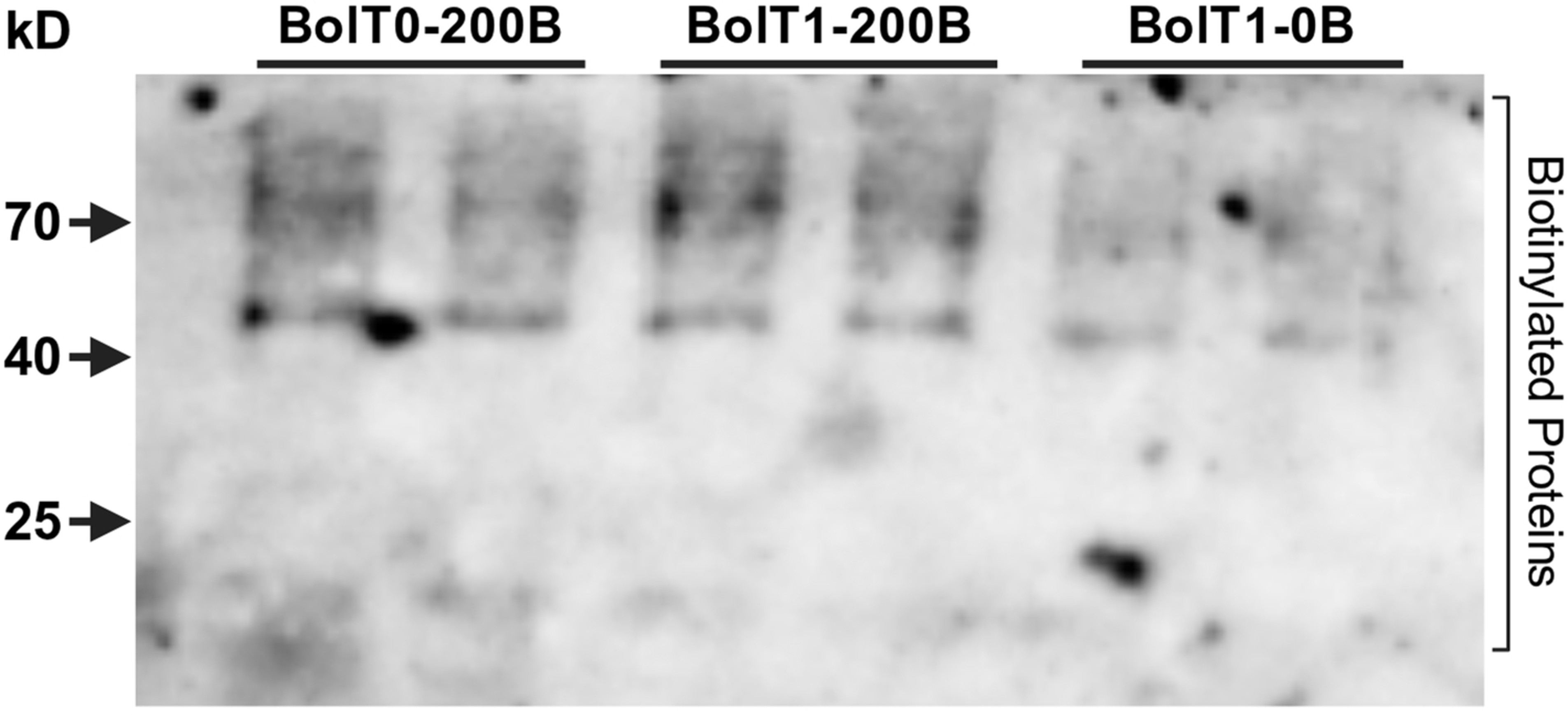 Extended Data Fig. 3: Western Blot of purified biotinylated proteins in different samples.