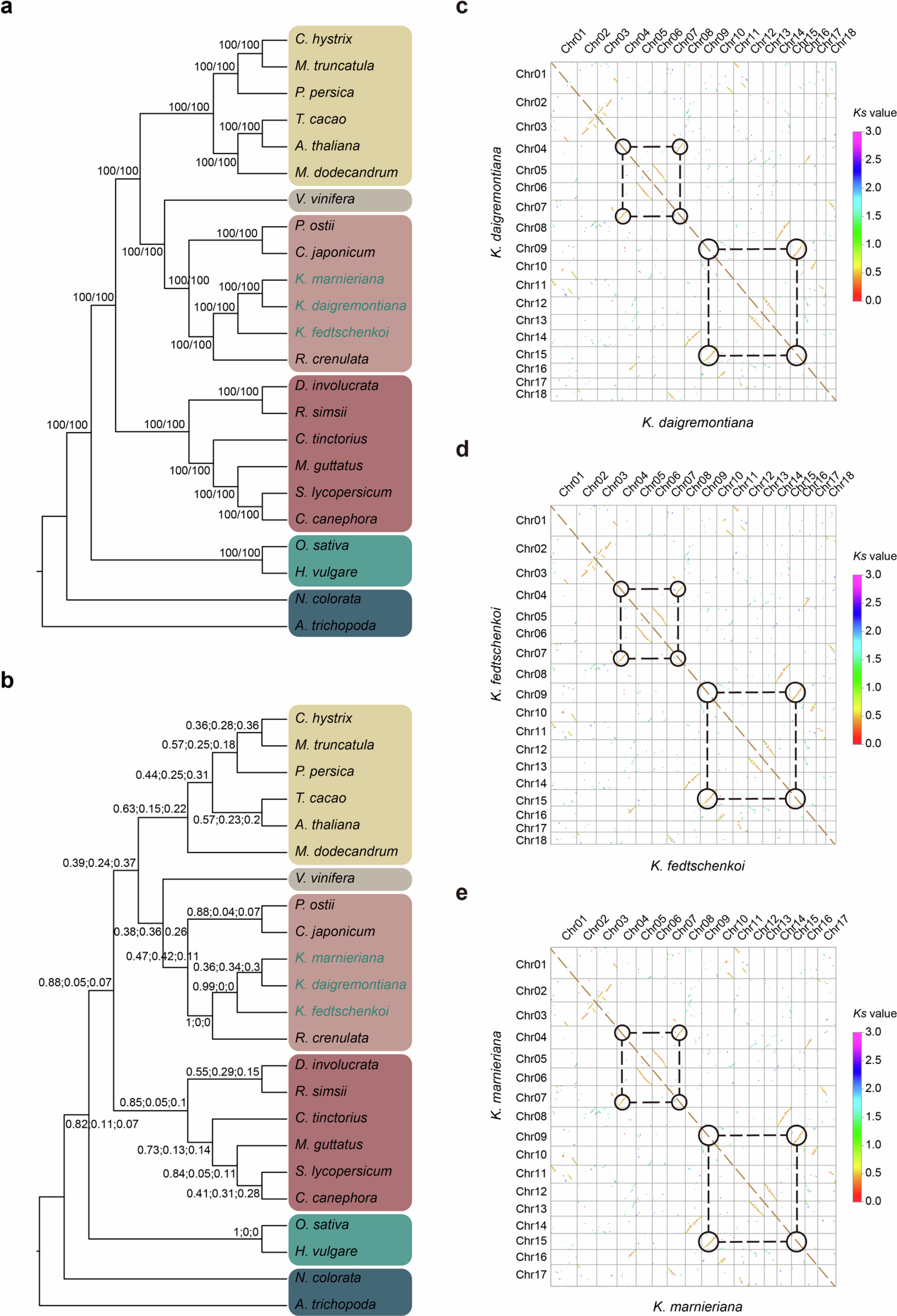 Extended Data Fig. 5: Phylogeny and synonymous substitution rate analysis for the three Kalanchoe species.