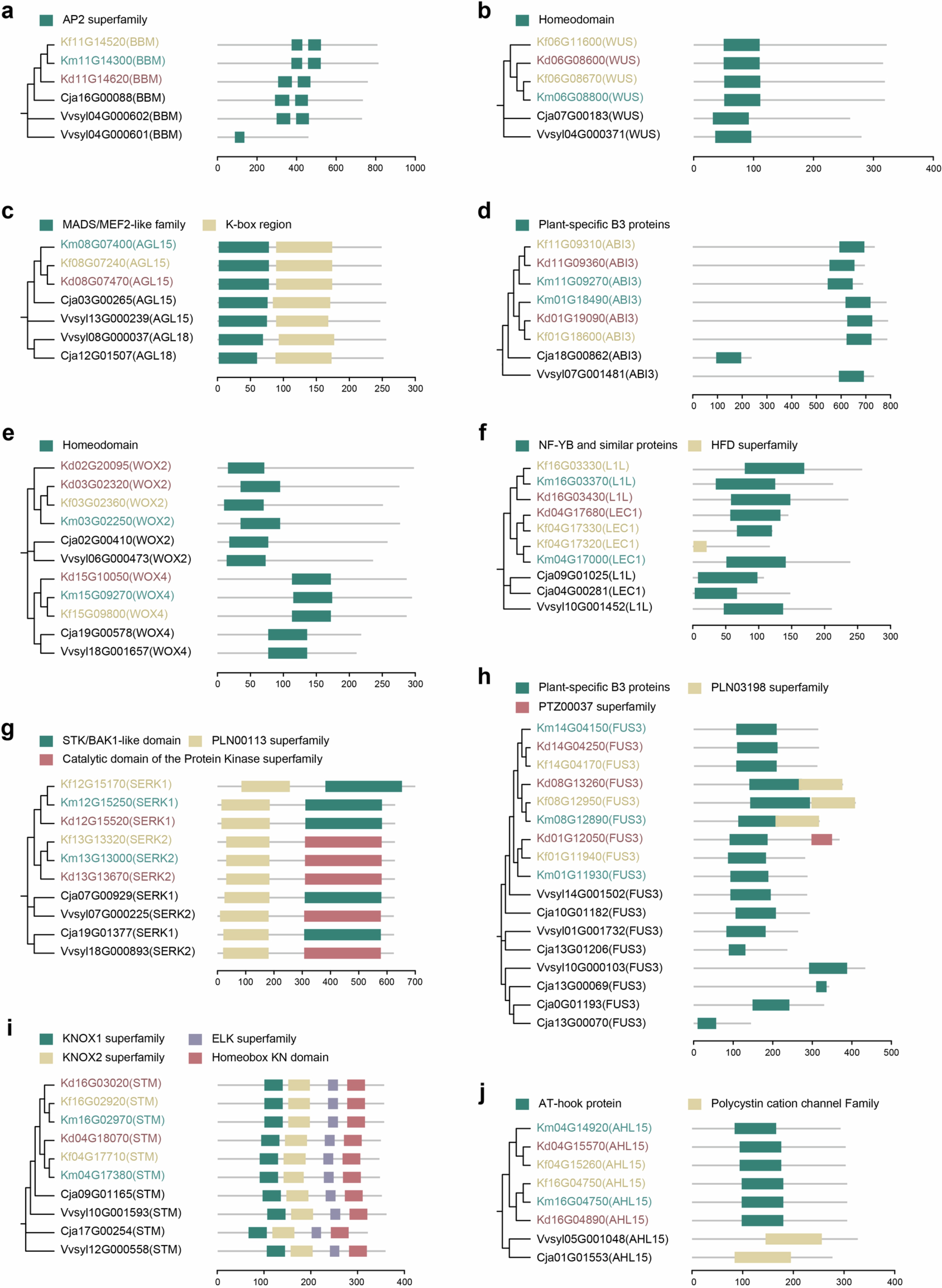 Extended Data Fig. 6: Analysis of gene copy number and functional variation for key embryogenesis-related genes in Kalanchoe.