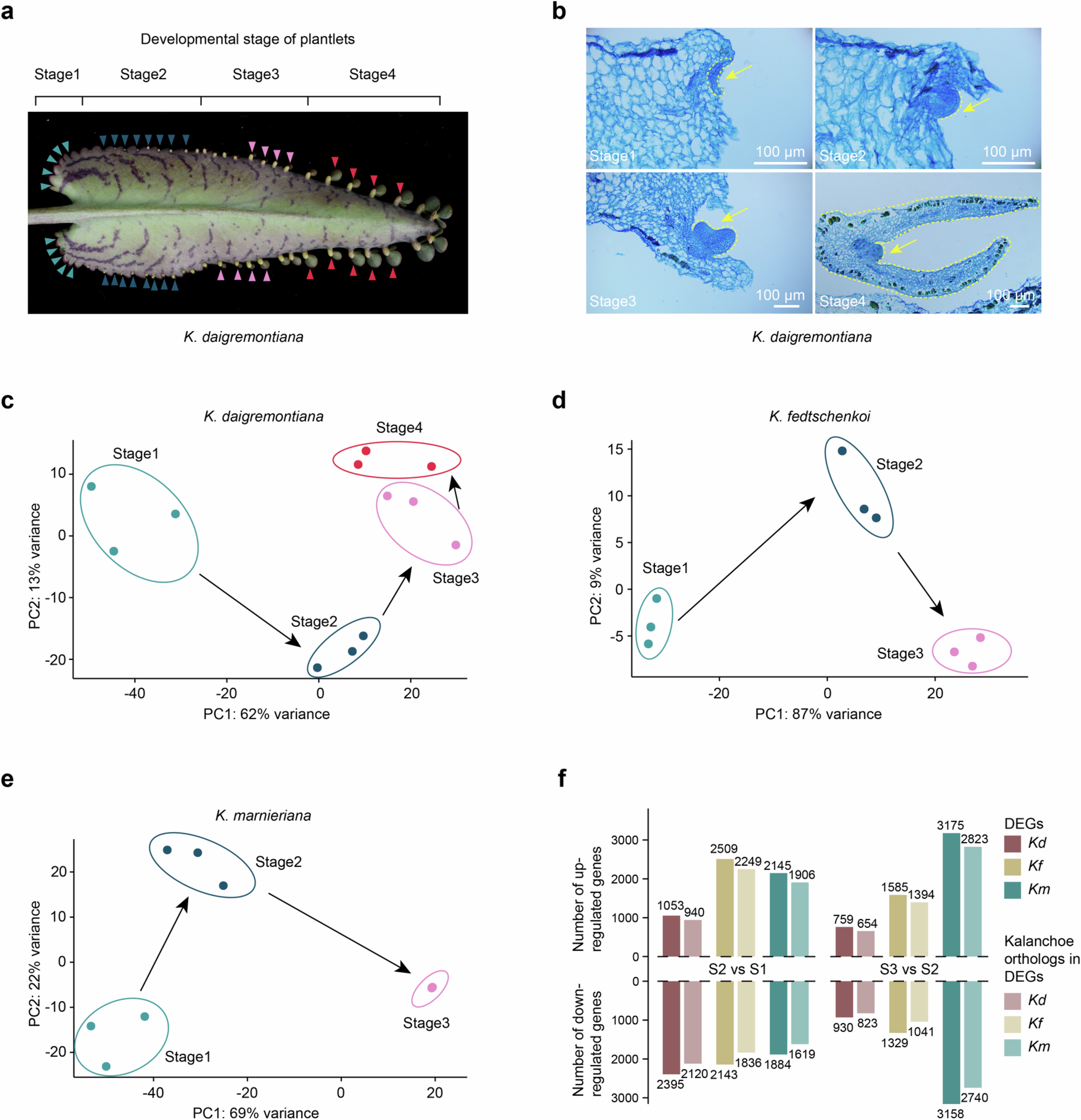 Extended Data Fig. 7: Temporal transcriptome analysis of plantlet formation.