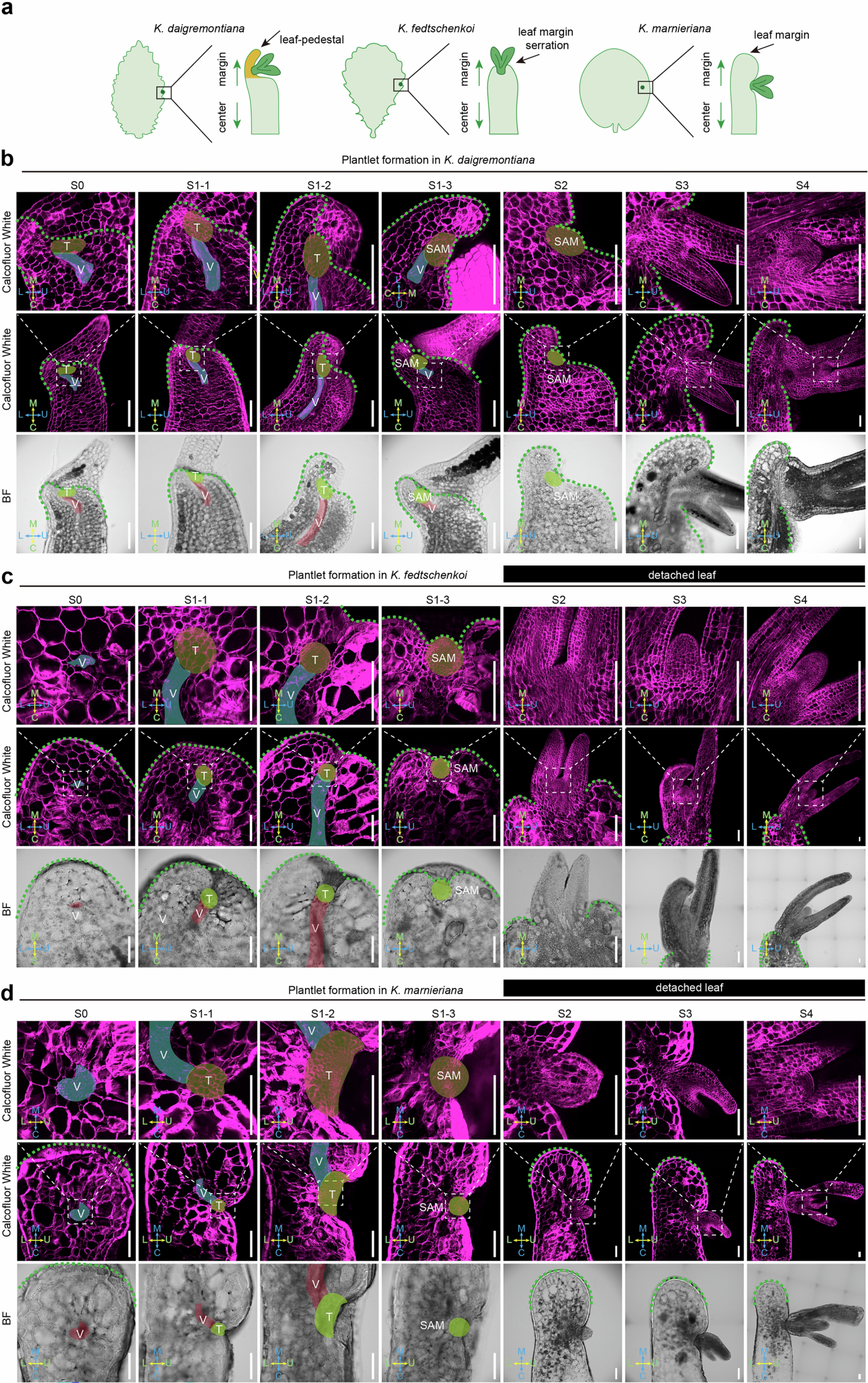 Extended Data Fig. 8: Observing the dynamic plantlet formation in Kalanchoe.