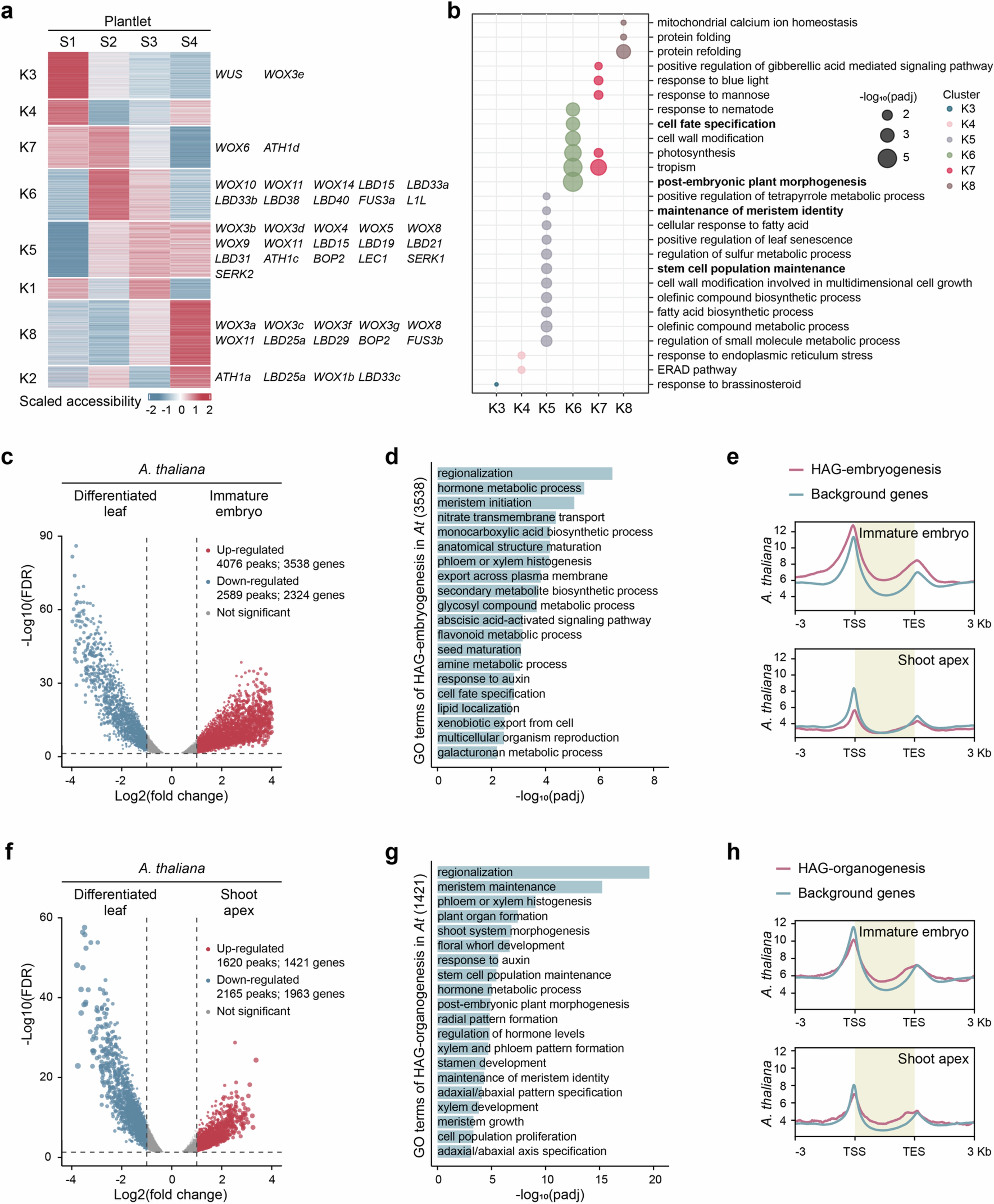 Extended Data Fig. 10: Genome-wide analysis of chromatin accessibility features in leaves of plantlet and non-plantlet plants.
