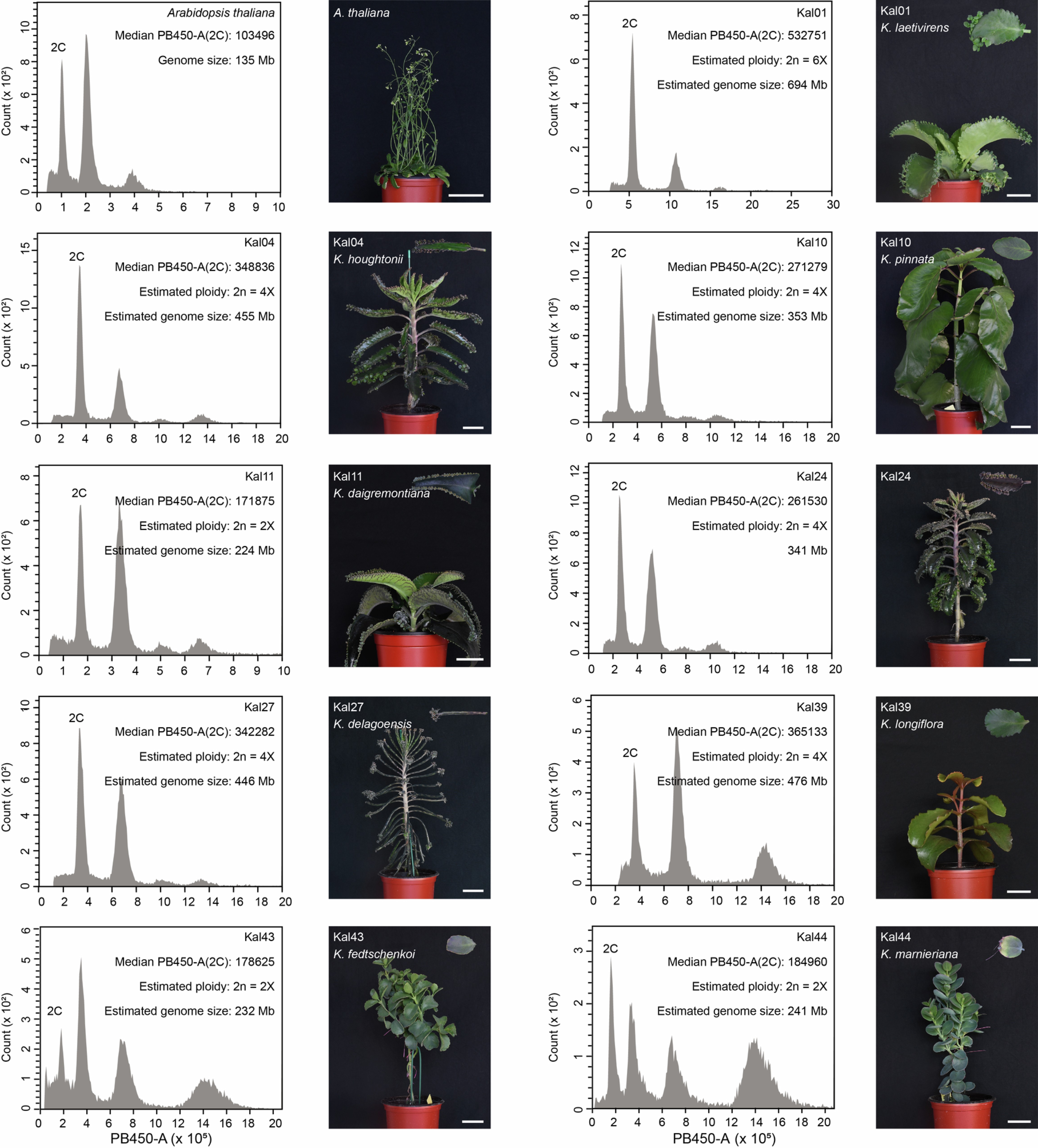 Extended Data Fig. 1: Collection of Kalanchoe germplasm resources and genome size and ploidy analysis.