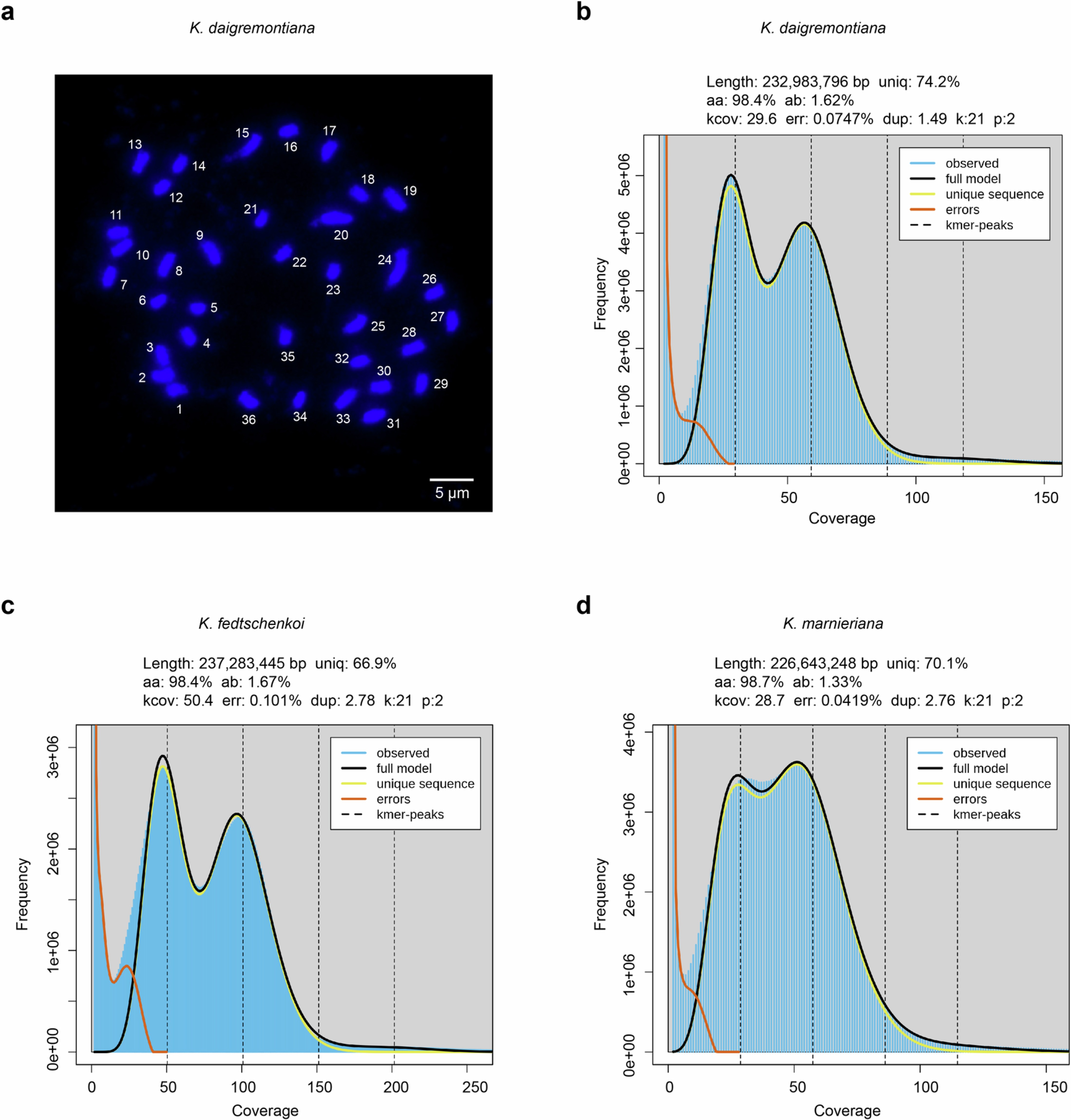 Extended Data Fig. 2: Karyotyping of K. daigremontiana and K-mer estimation of genome size for the three Kalanchoe species.
