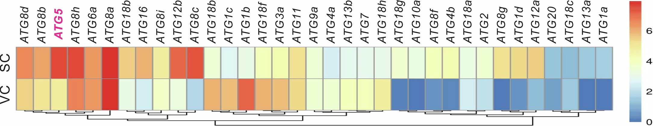 Extended Data Fig. 2: Gene expression profile analysis of ATG genes in wild-type vegetative cell (VC) and sperm cell (SC) of A. thaliana.