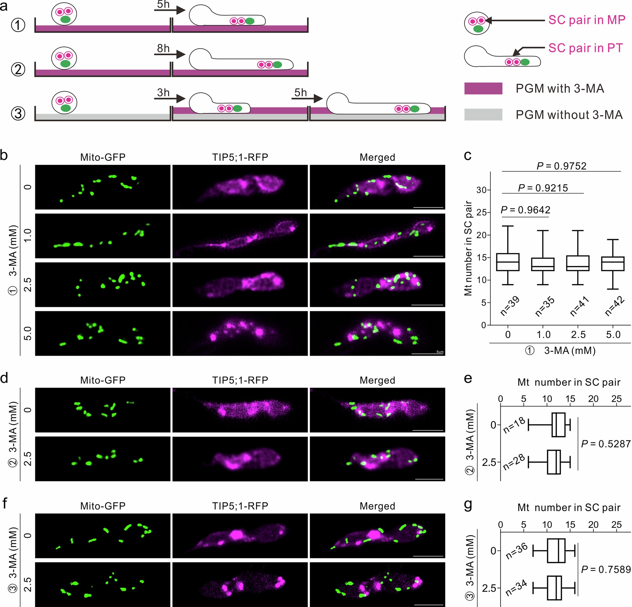 Extended Data Fig. 3: Inhibition of autophagosome formation by 3-MA did not block PME.