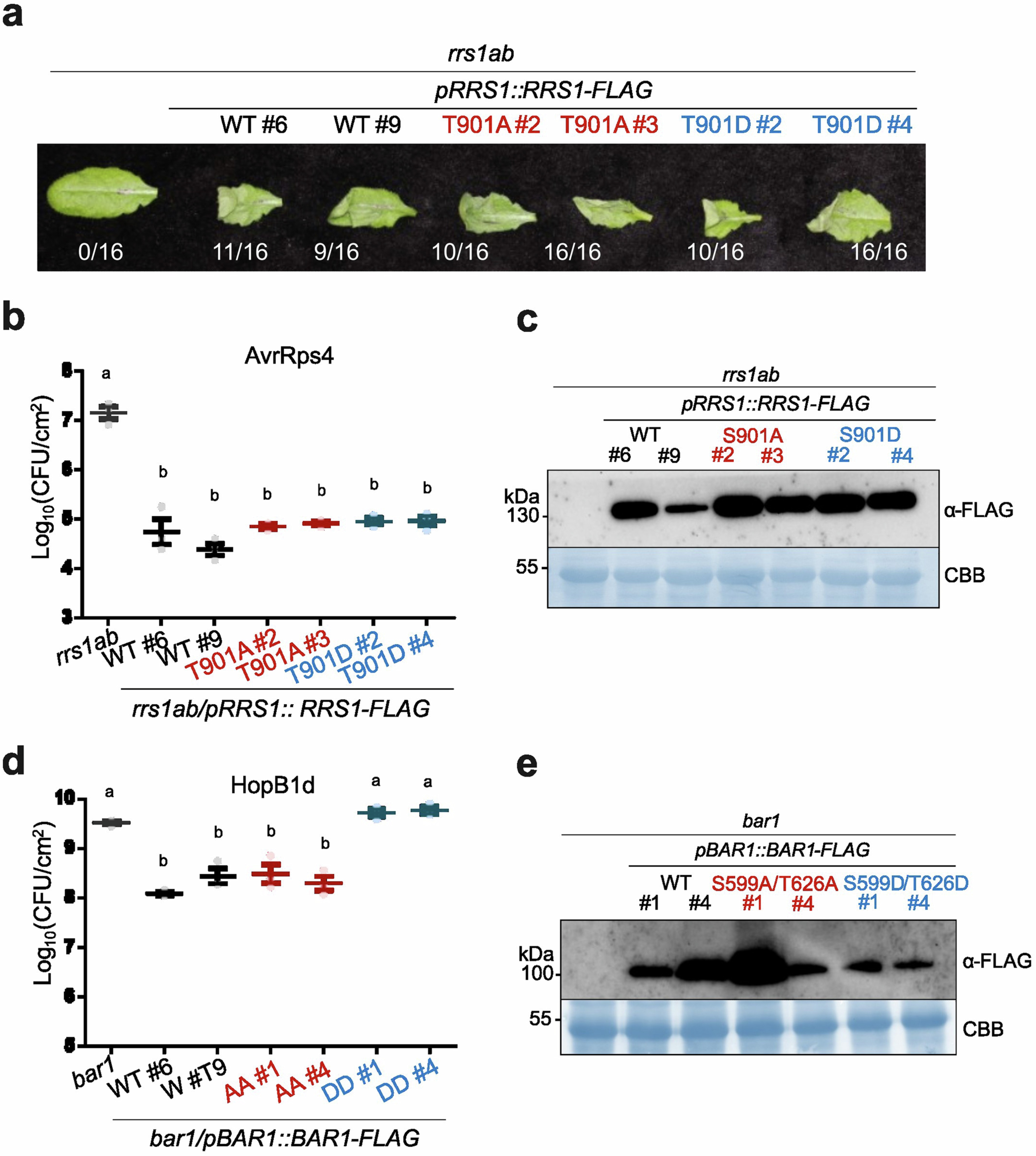 Extended Data Fig. 8: RRS1 and BAR1 complementation lines.
