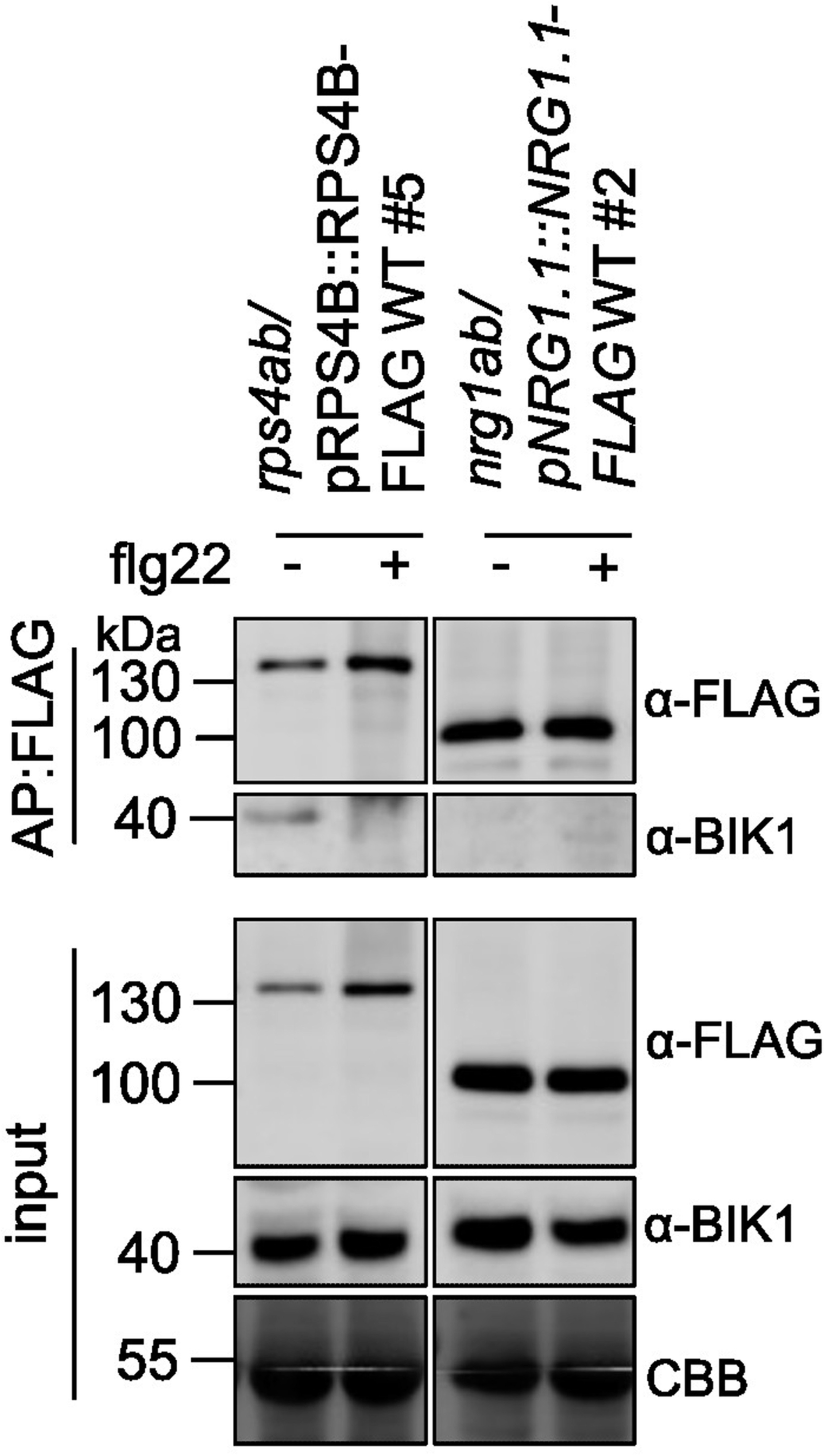 Extended Data Fig. 10: flg22-induced dissociation of RPS4B and BIK1 in Arabidopsis.