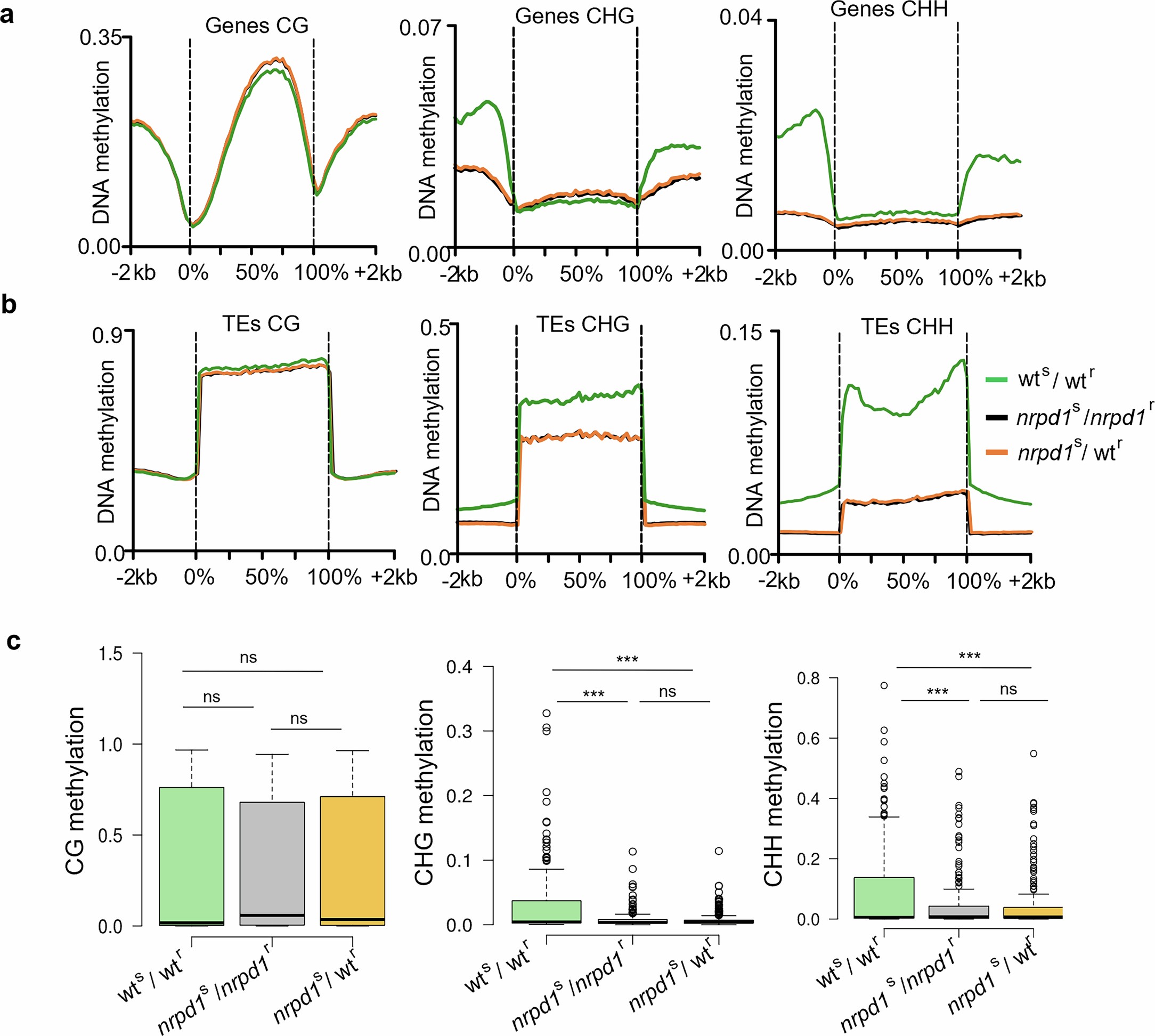 Extended Data Fig. 6: DNA methylation is not restored in the progeny of the grafted plants.