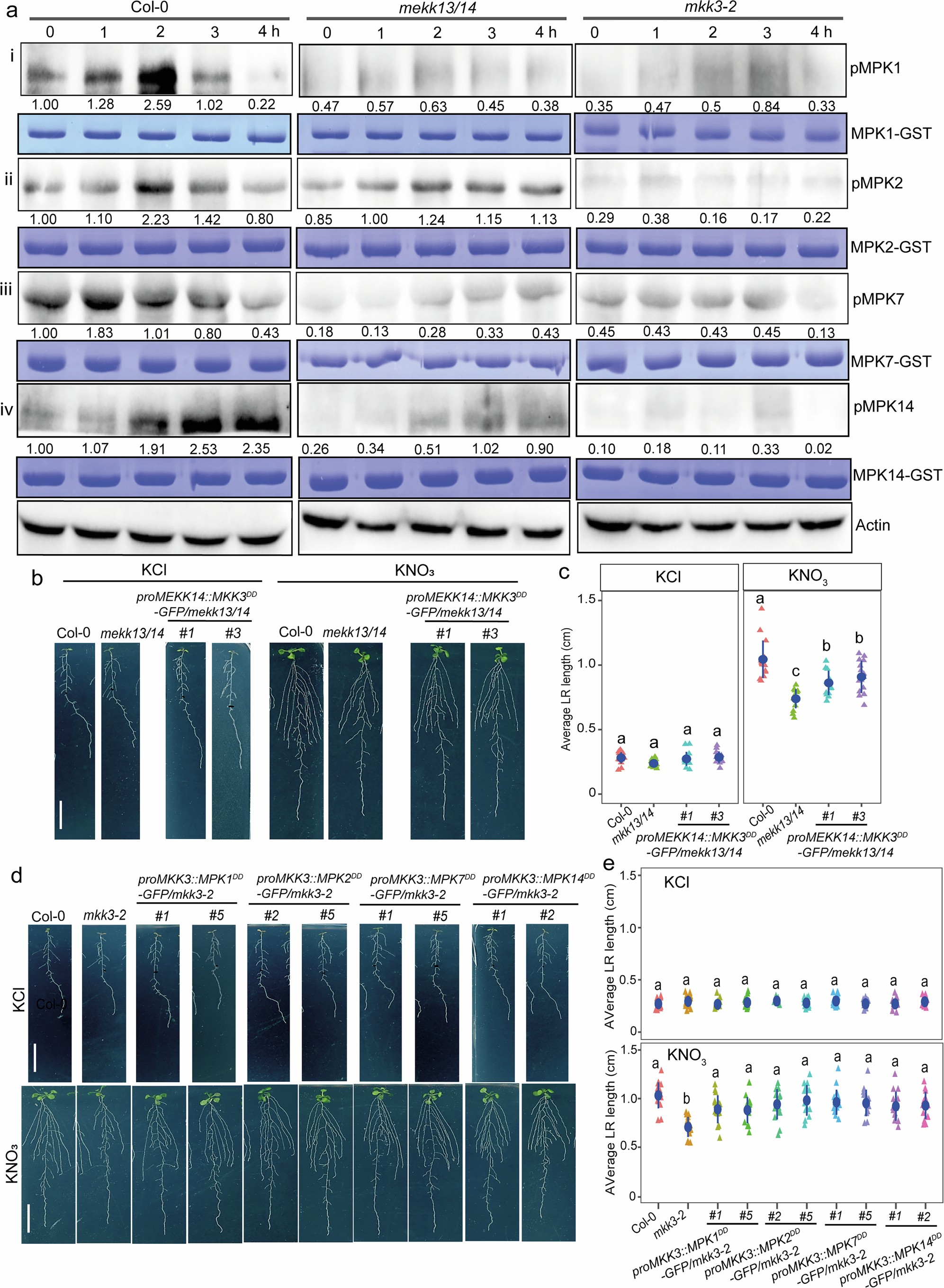 Extended Data Fig. 7