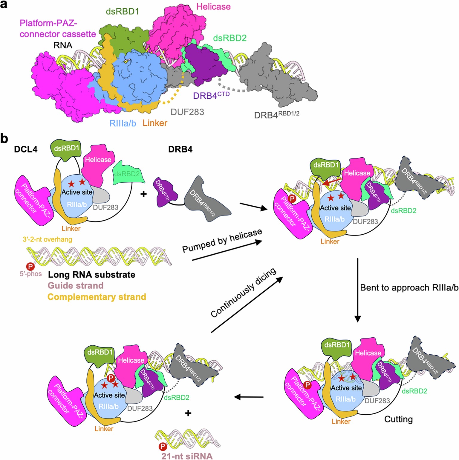 Extended Data Fig. 8: A working model for the long RNA processing and 21-nt siRNA biogenesis by the DCL4-DRB4 complex.