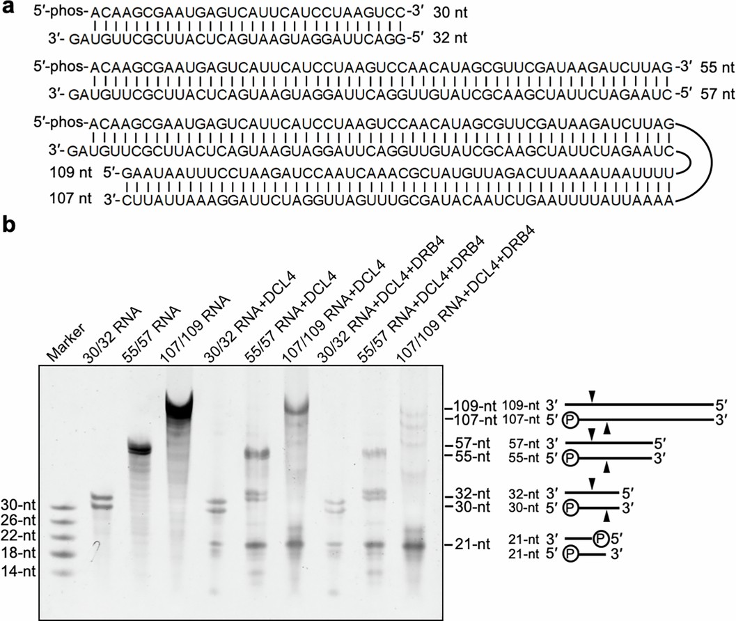 Extended Data Fig. 9: In vitro dicing assay of DCL4 and DCL4-DRB4 complex towards RNA substrates with different lengths.