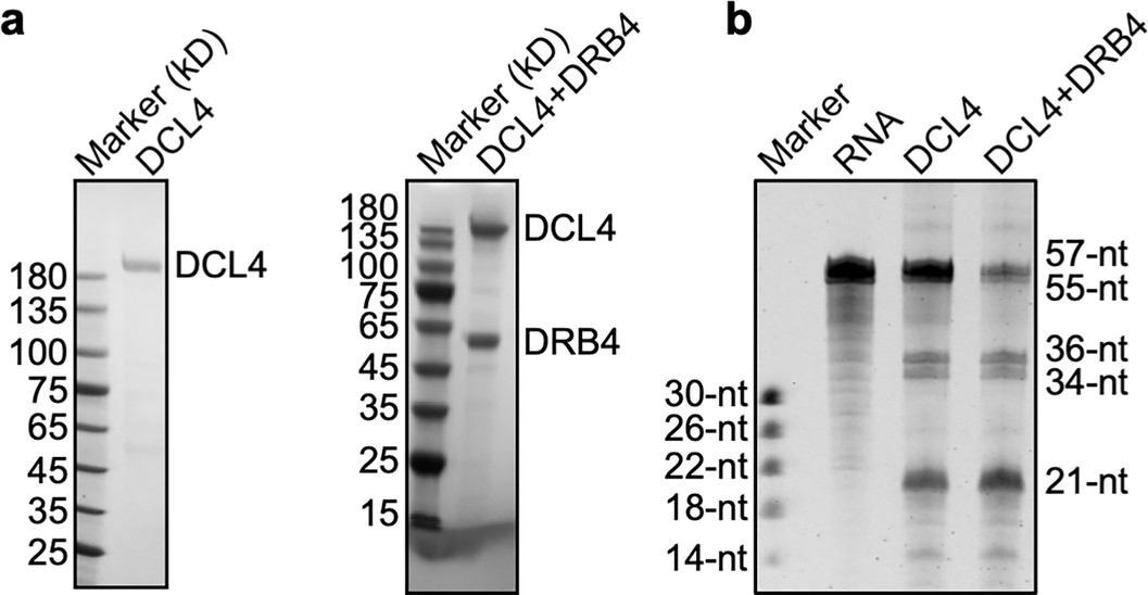 Extended Data Fig. 1: Protein purification and in vitro activity assay.
