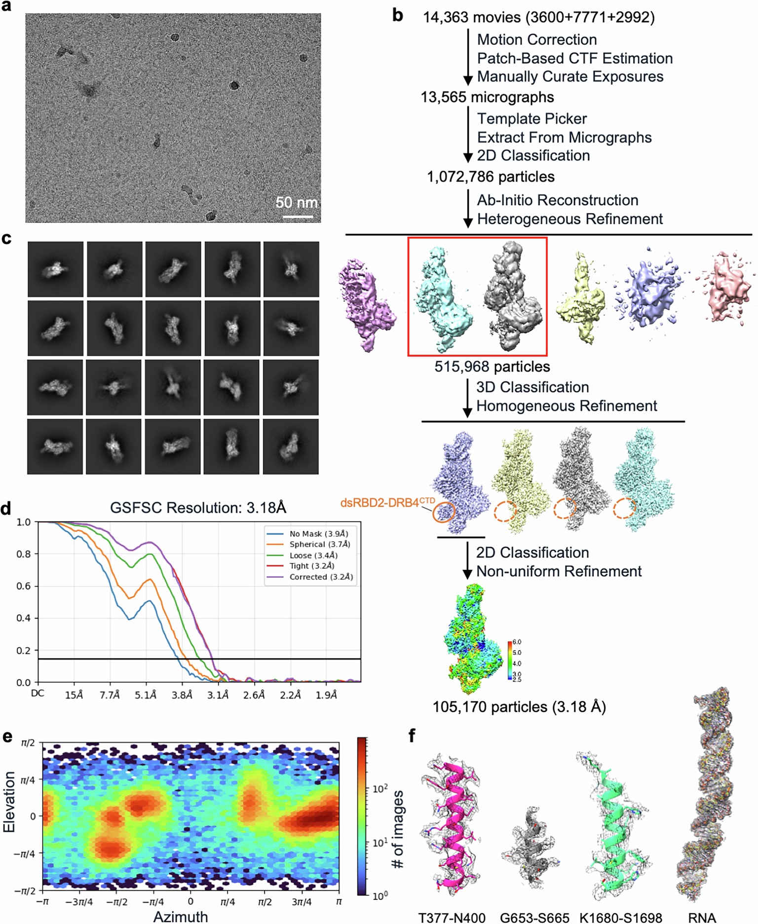 Extended Data Fig. 7: Cryo-EM image processing workflow of DCL4-DRB4CTD-dsRNA complex.