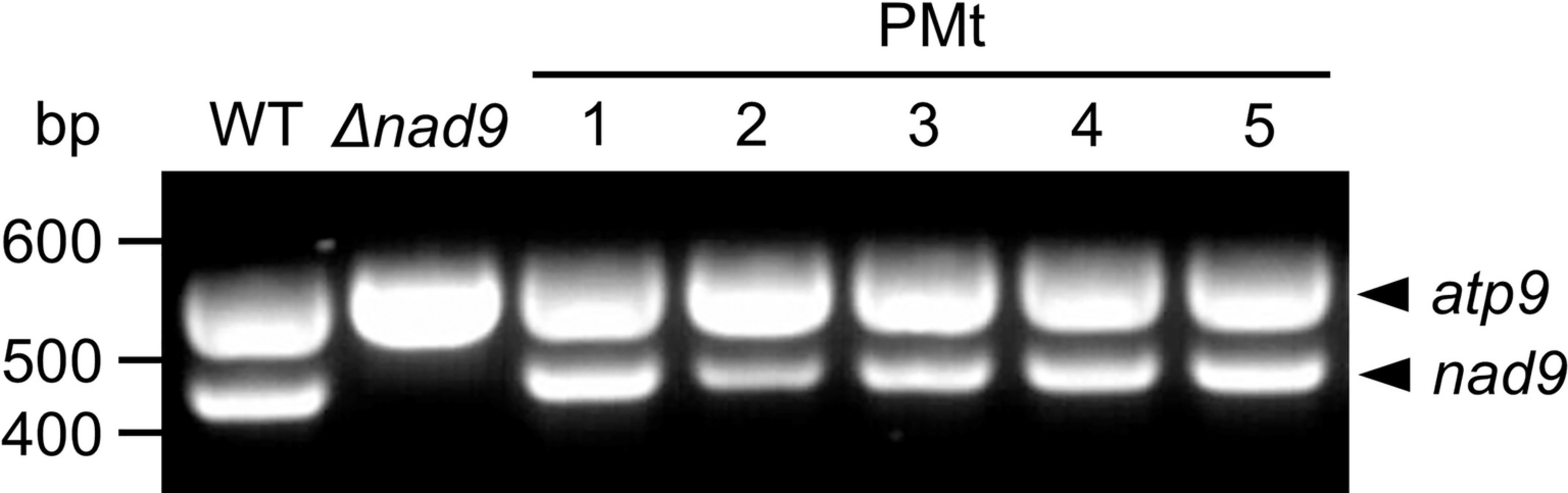 Extended Data Fig. 4: Presence of nad9 transcripts in root tissues of PMt plants.