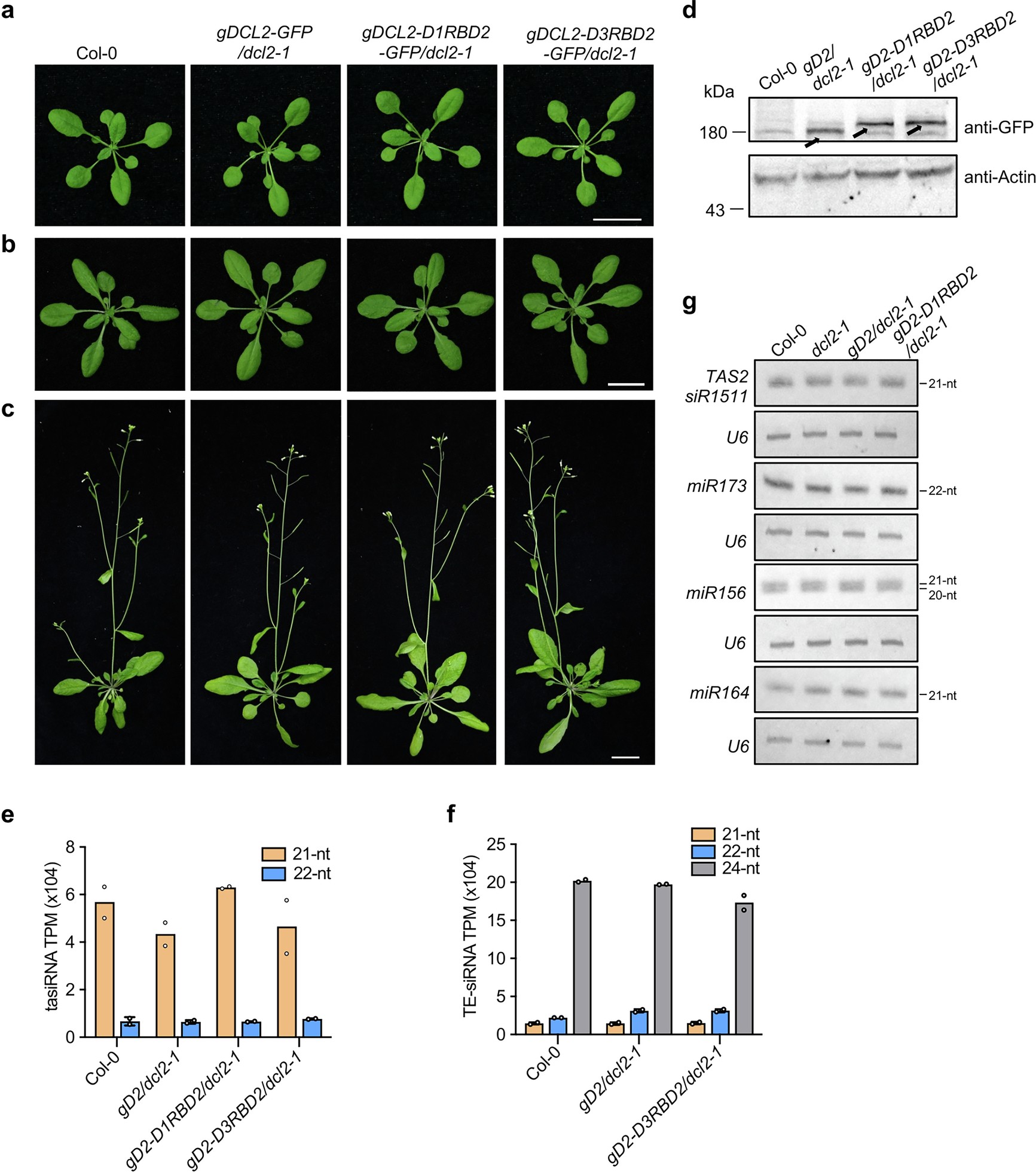 Extended Data Fig. 8: Fusion of DCL1 and DCL3 dsRBD2 domains does not enhance DCL2 activity.