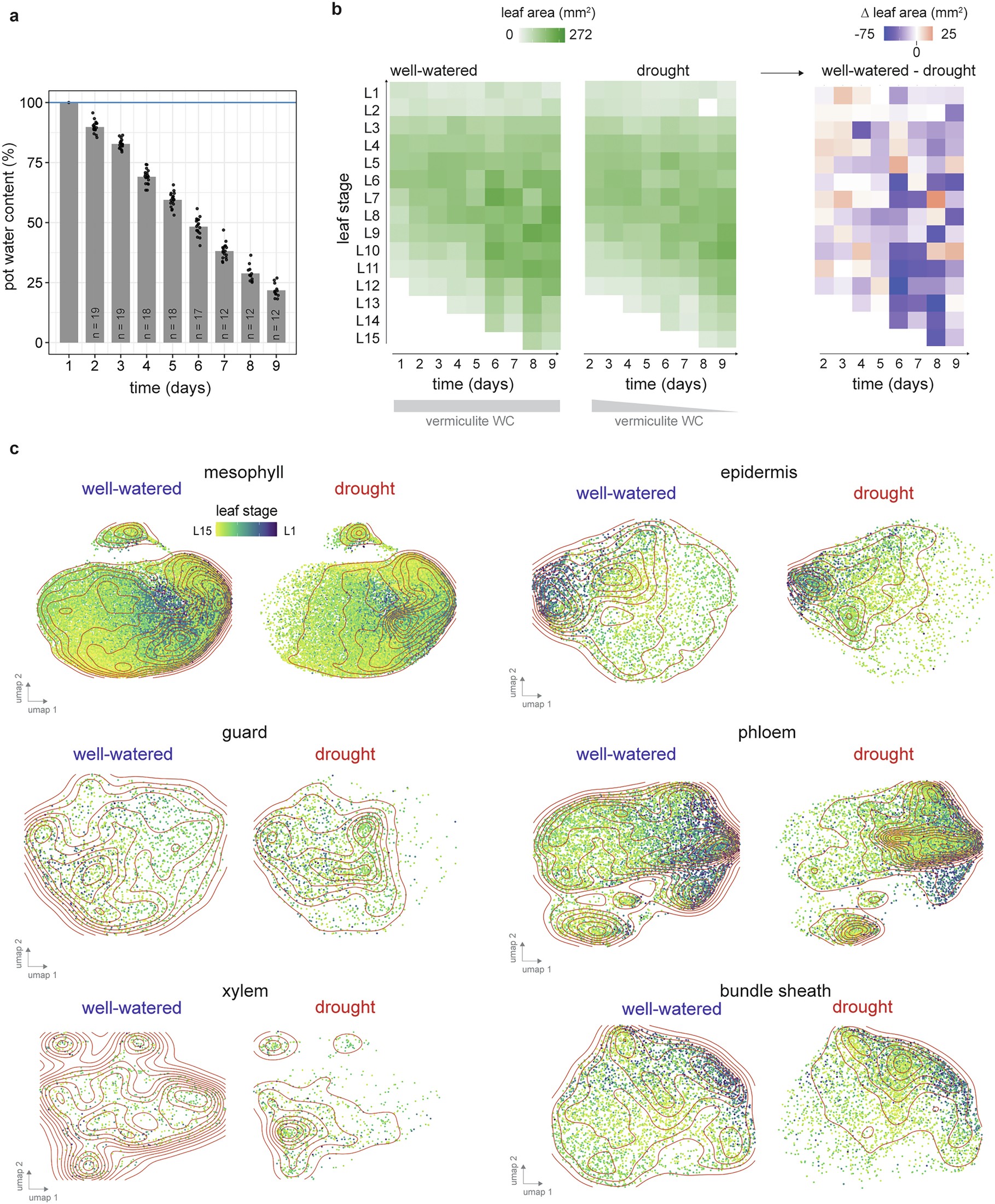 Extended Data Fig. 5: Inducing drought stress and measuring its effect on leaf maturation.