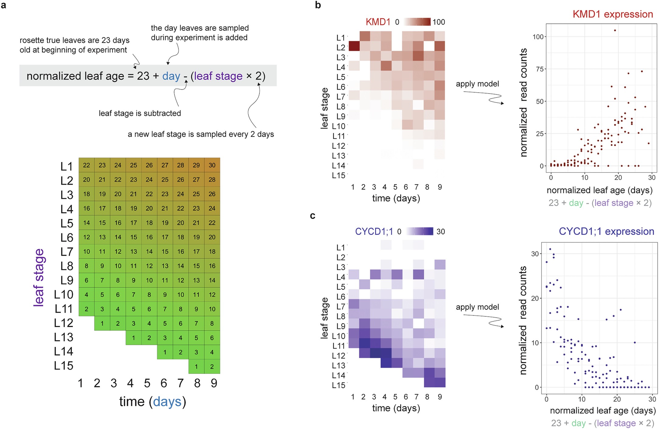 Extended Data Fig. 4: Computing a normalized leaf age value based on a leaf’s developmental stage sampling time.