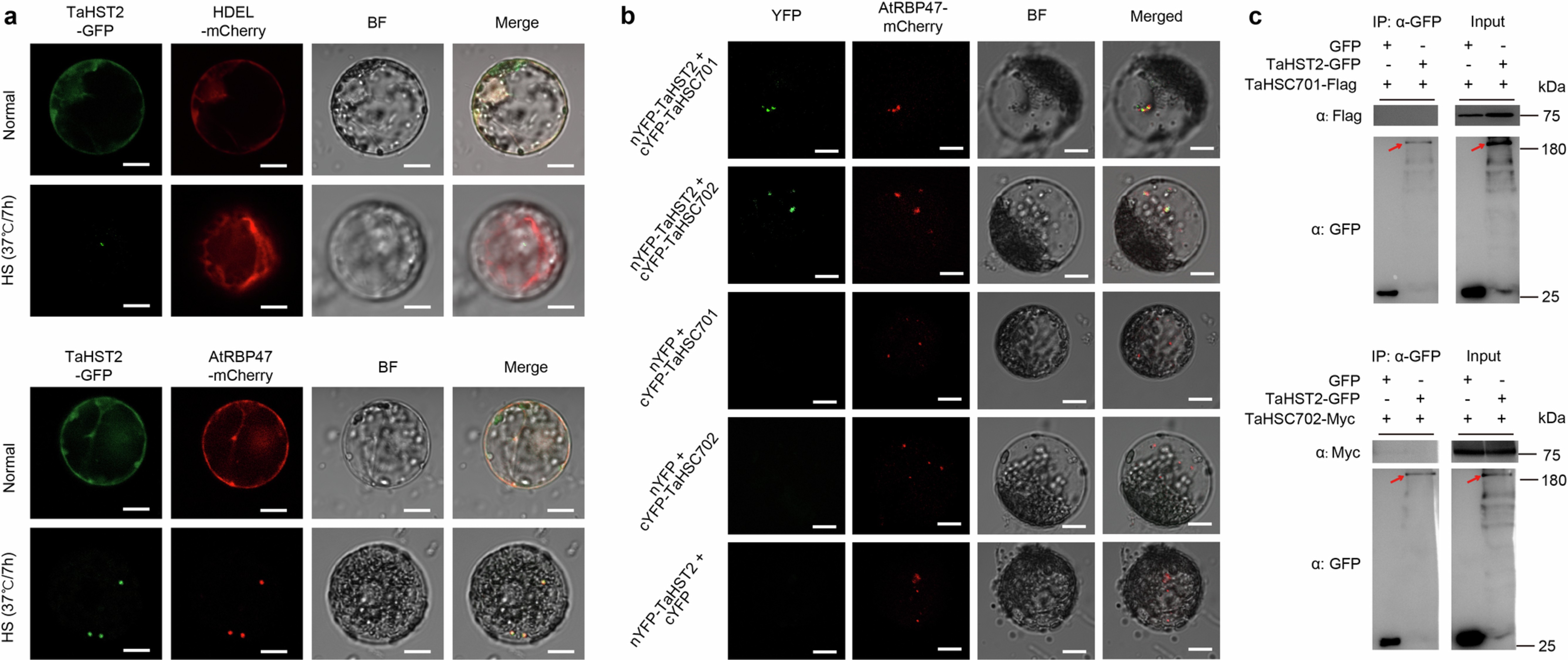 Extended Data Fig. 7: Subcellular localization of TaHST2 and physical interactions between TaHST2 and TaHSC701 or TaHSC702.