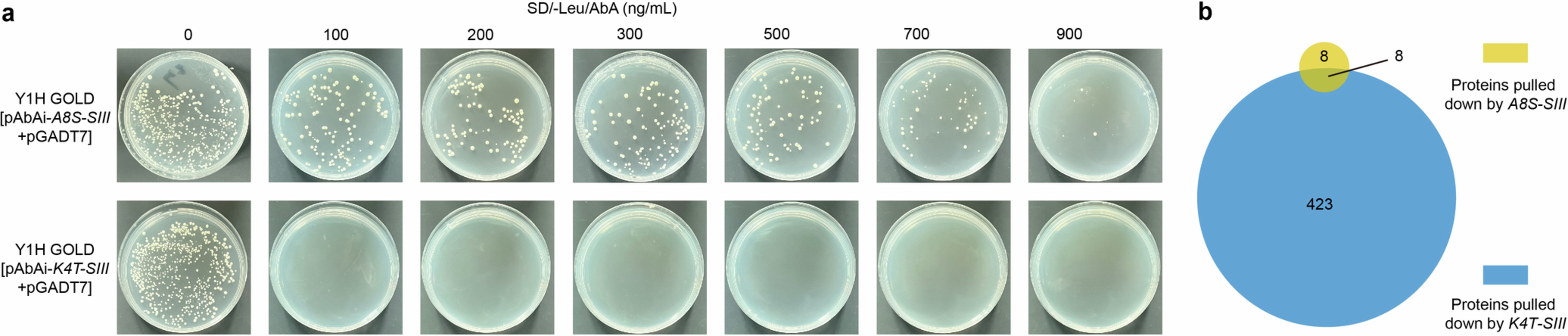 Extended Data Fig. 10: The auto-activation and DNA pull down assays for K4T-SIII and A8S-SIII.